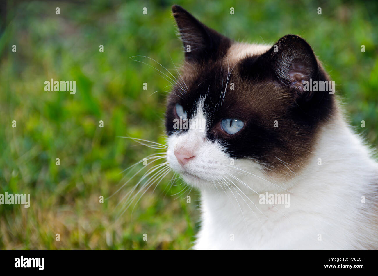 Les yeux bleus de chat, portrait, debout dans l'herbe, de fourrure noire et blanche Banque D'Images