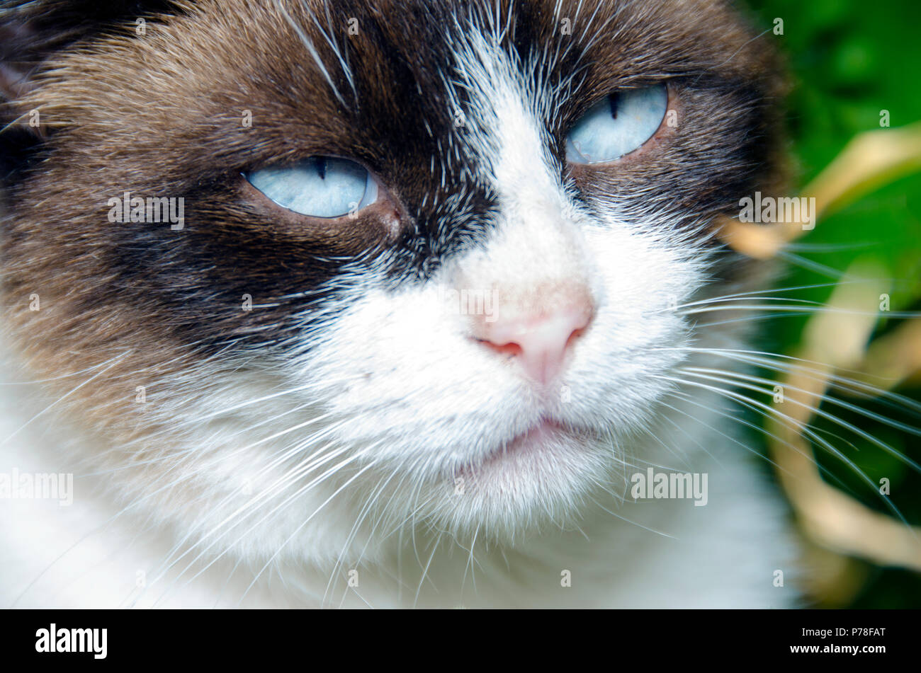 Les yeux bleus de chat, portrait, debout dans l'herbe, de fourrure noire et blanche Banque D'Images