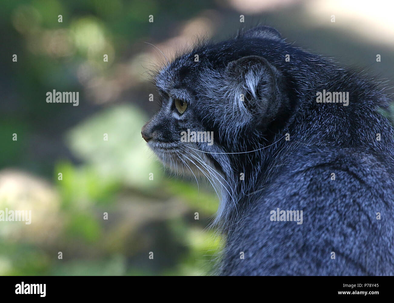 Pallas de l'Asie centrale ou du chat manul Otocolobus manul (cat, Felis manul) en libre Banque D'Images