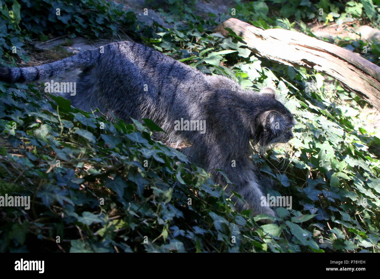 Pallas de l'Asie centrale ou du chat manul Otocolobus manul (cat, Felis manul) sur le prowl Banque D'Images