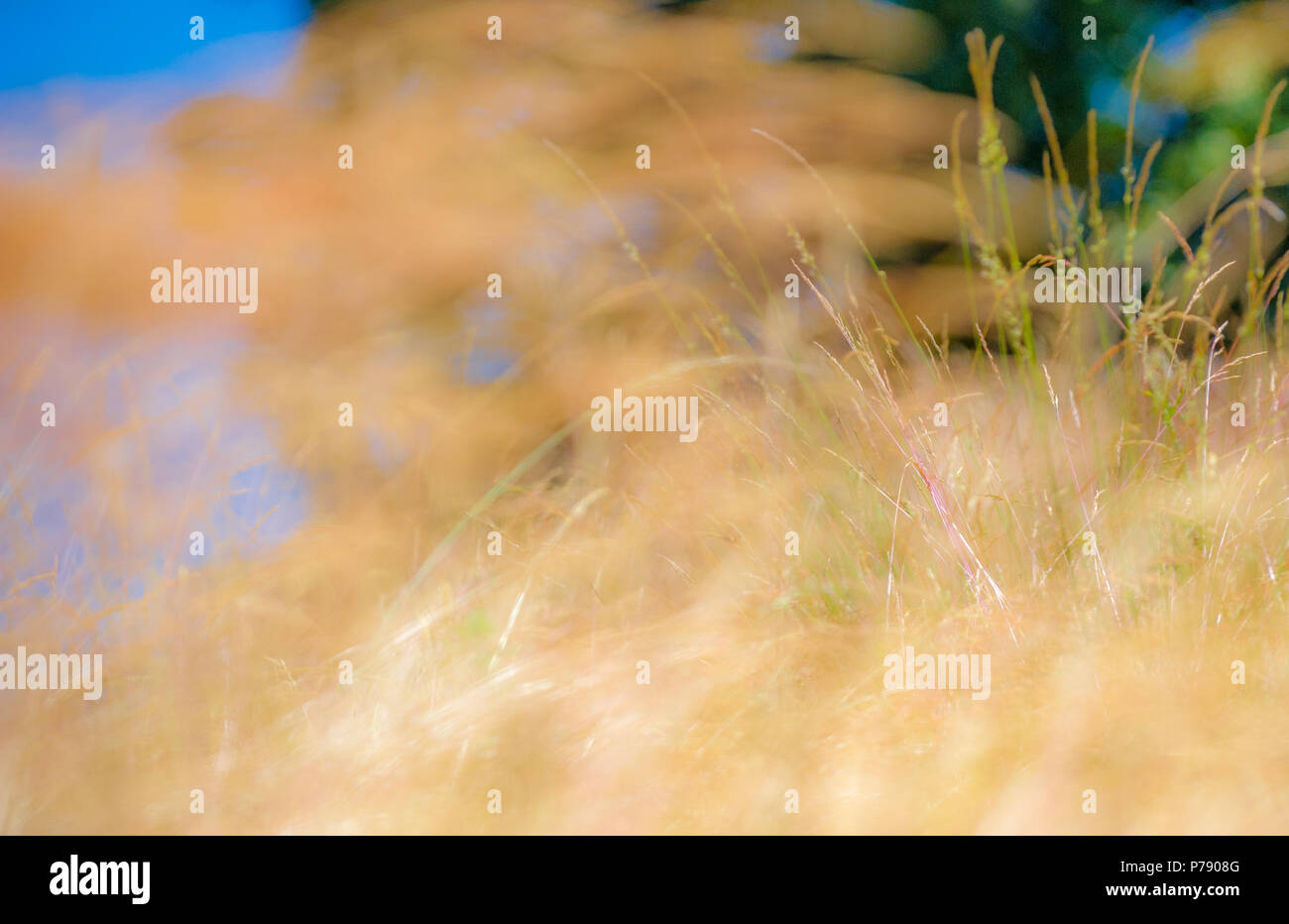 Des problèmes de mise au point des images d'herbes à un simular Monet peinture impressionniste. Banque D'Images