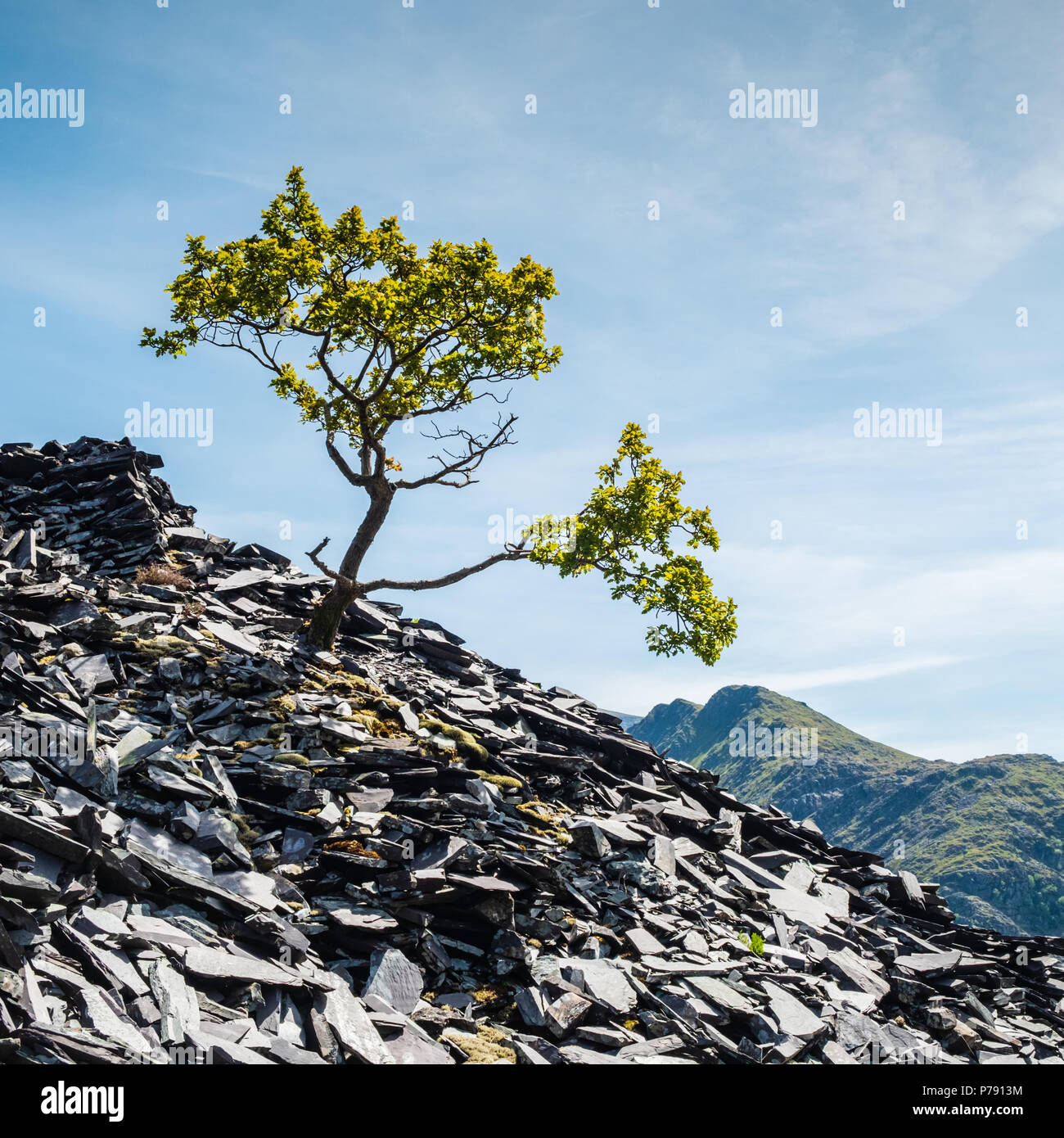 Arbre isolé sur une pente dans une ancienne carrière d'ardoise à Dinorwic, Llanberis, avec en toile de fond la chaîne de montagnes de Snowdonia et ciel bleu Banque D'Images
