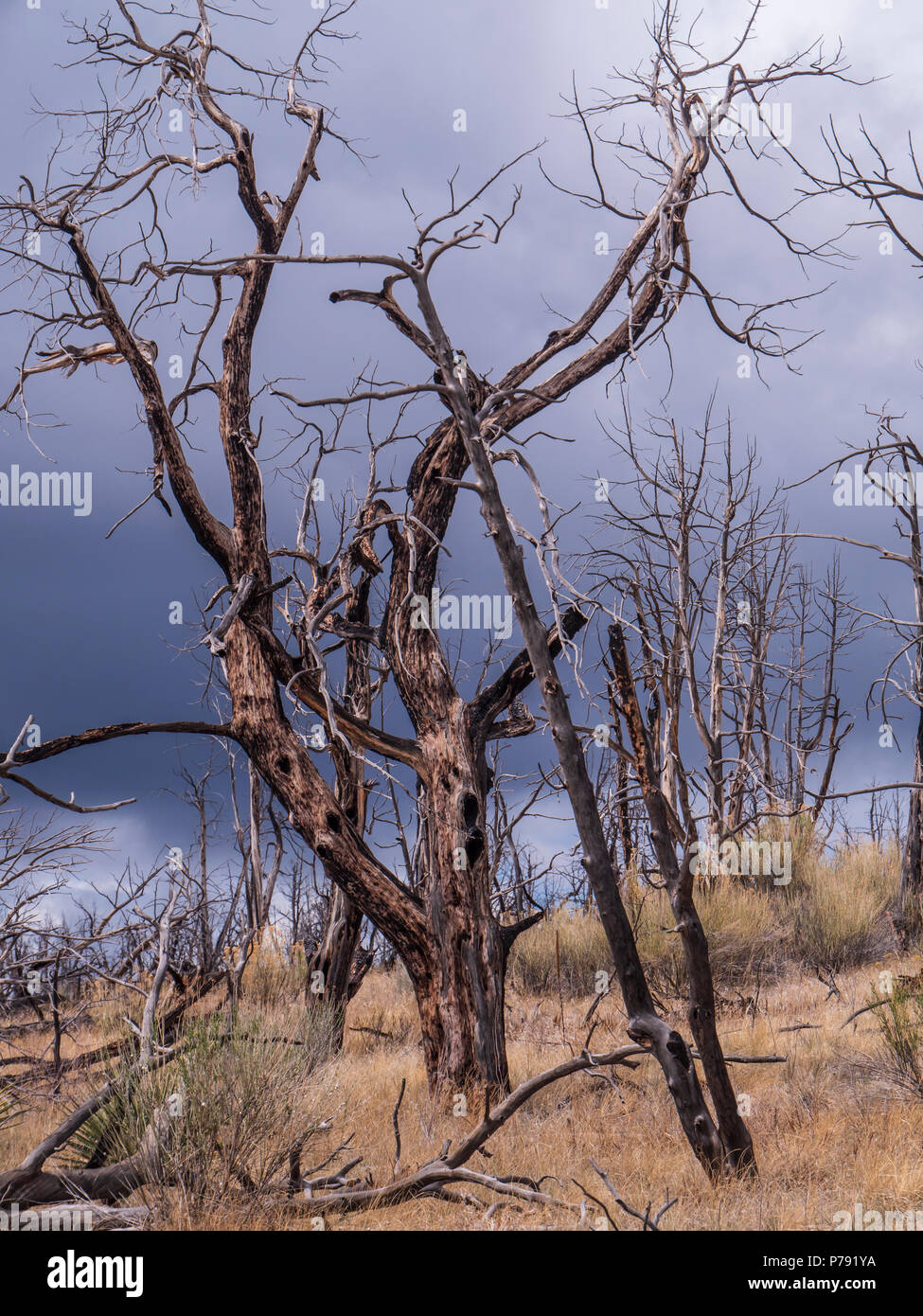Arbres brûlés, Sentier en boucle Long House, le Parc National de Mesa Verde, au Colorado. Banque D'Images