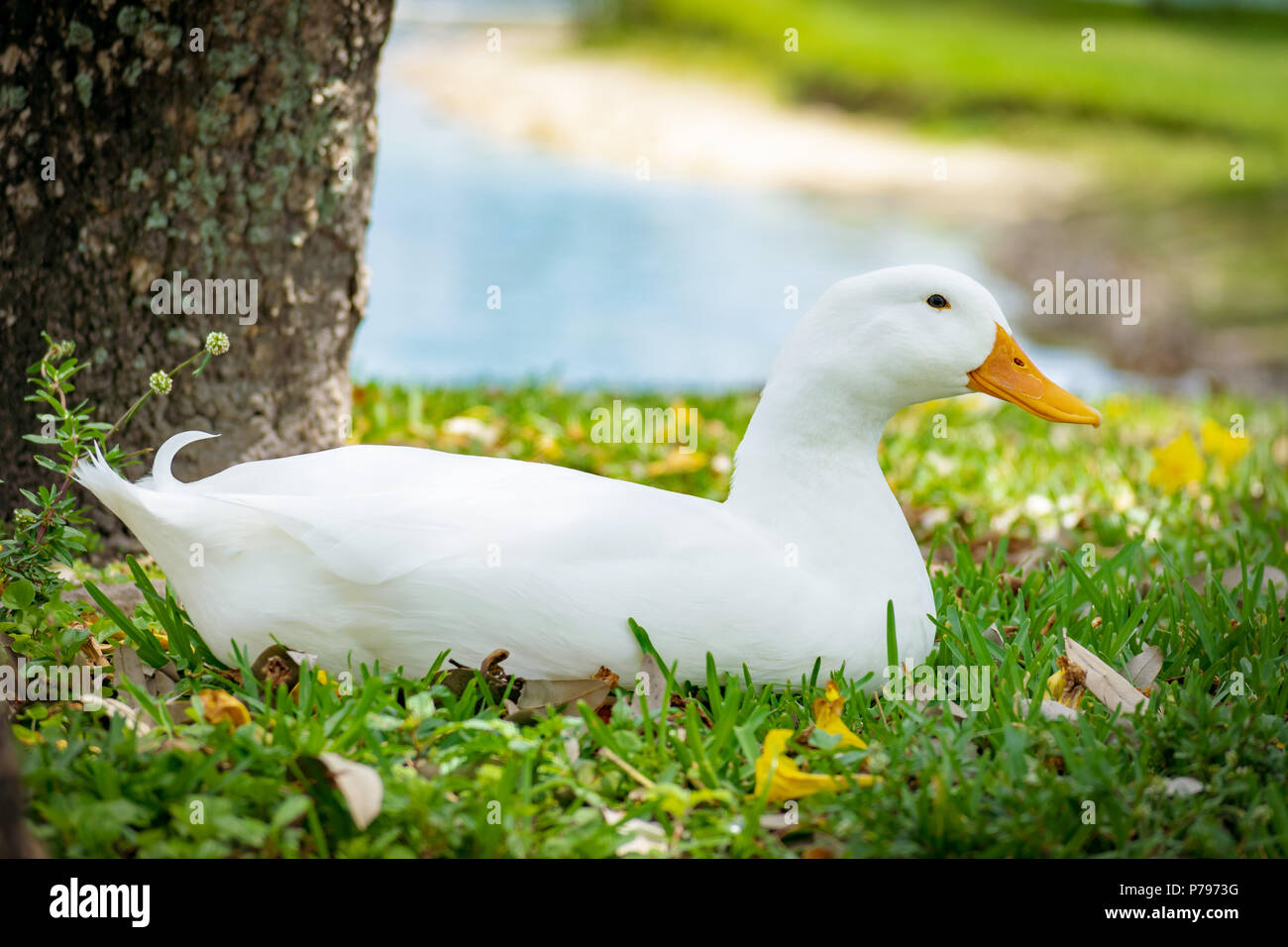 Corps plein vue latérale d'un canard de Pékin assis dans l'herbe avec étang en arrière-plan, les yeux ouverts. Banque D'Images