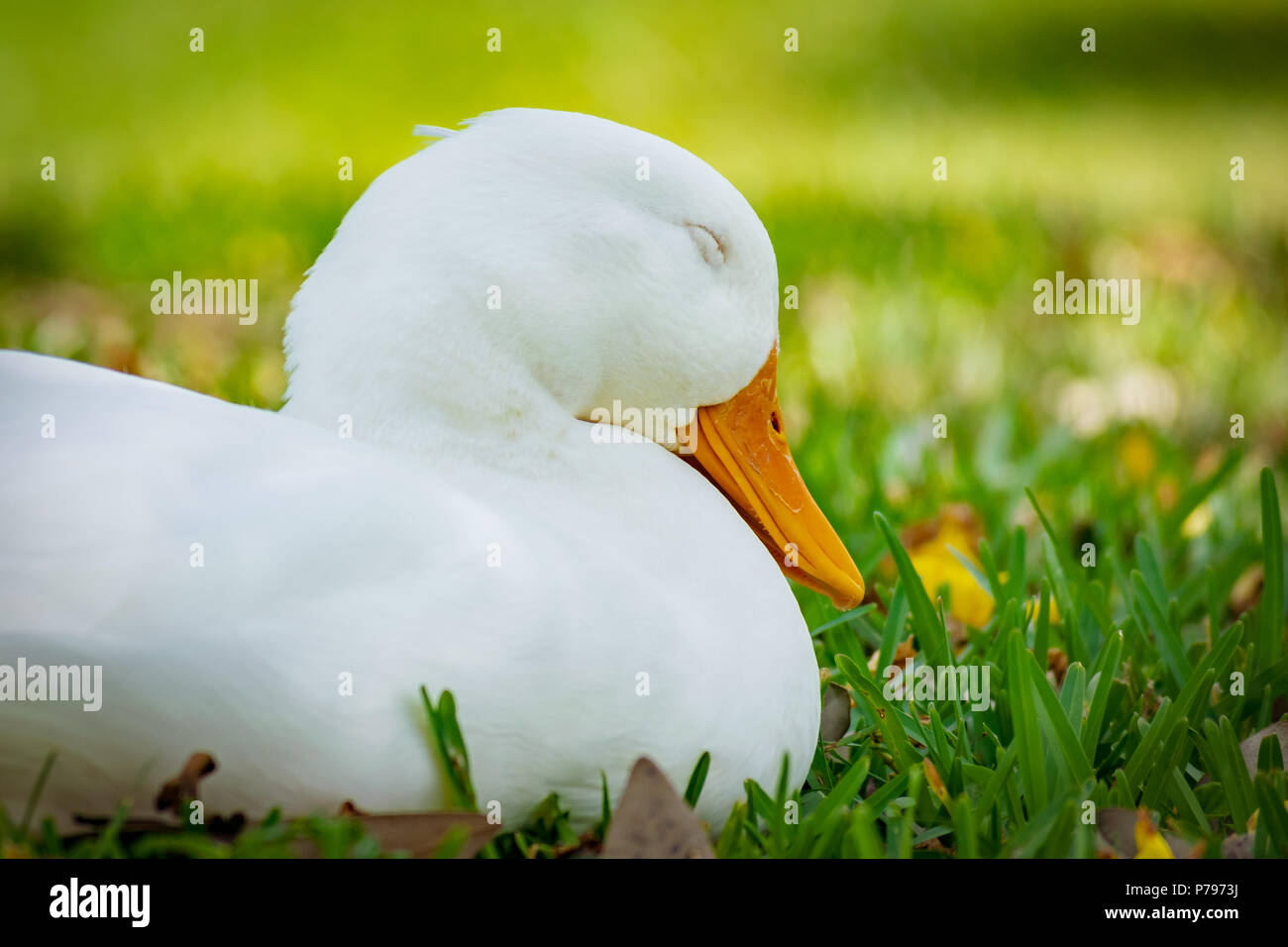 Portrait sur un canard de Pékin assis dans l'herbe avec les yeux fermés sur une journée ensoleillée en Floride. Banque D'Images