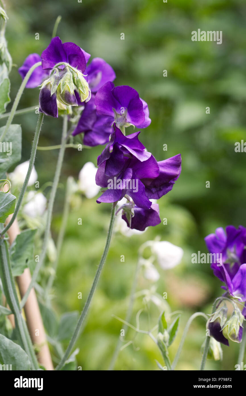 Lathyrus odoratus. Pois de 'Early' mixte Mammouth des fleurs dans le jardin. Banque D'Images