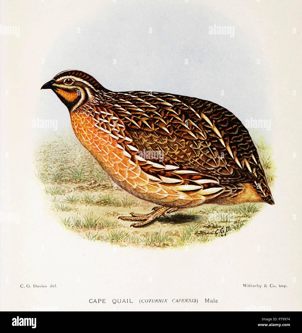 Coturnix coturnix capensis . 1912 14 CoturnixCapensisDavies Banque D'Images