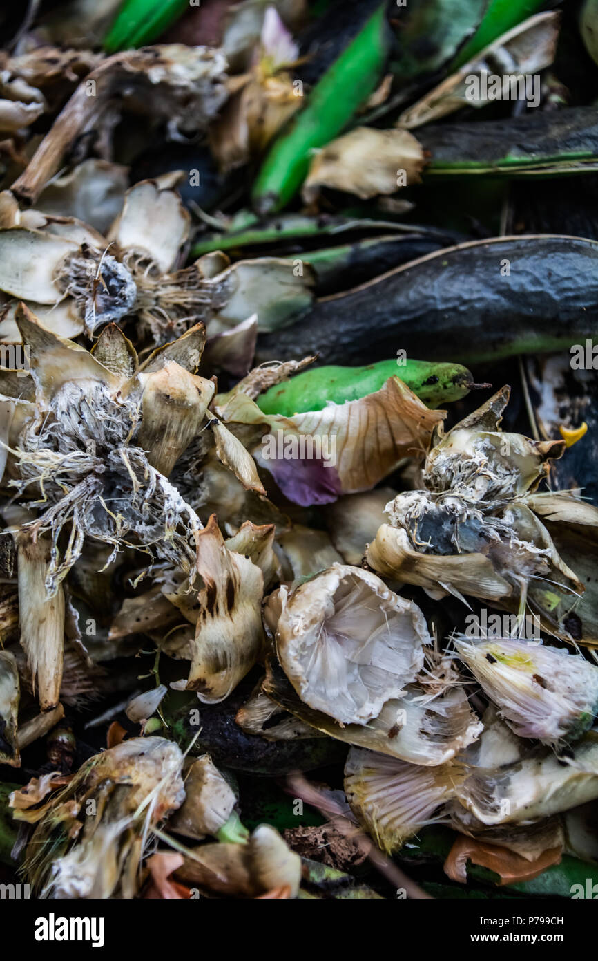 Des couleurs vives dans un tas de compost, montrant des haricots verts, des coquillages, des œufs et des pelures de banane Banque D'Images