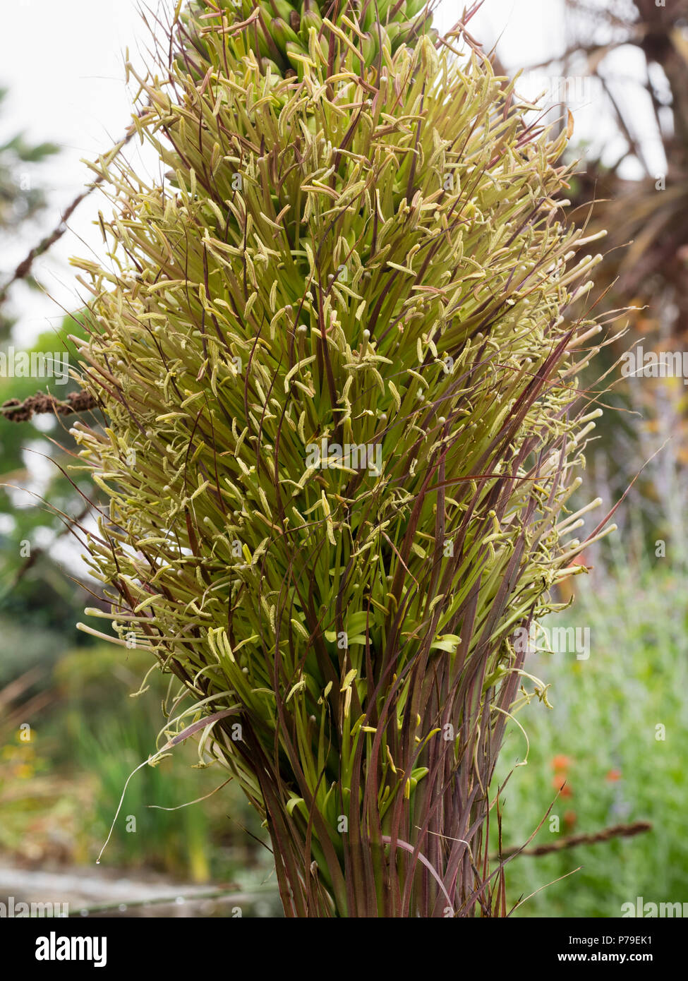 Close up of les fleurs dans l'épi d'Agave mitis var. mitis Banque D'Images