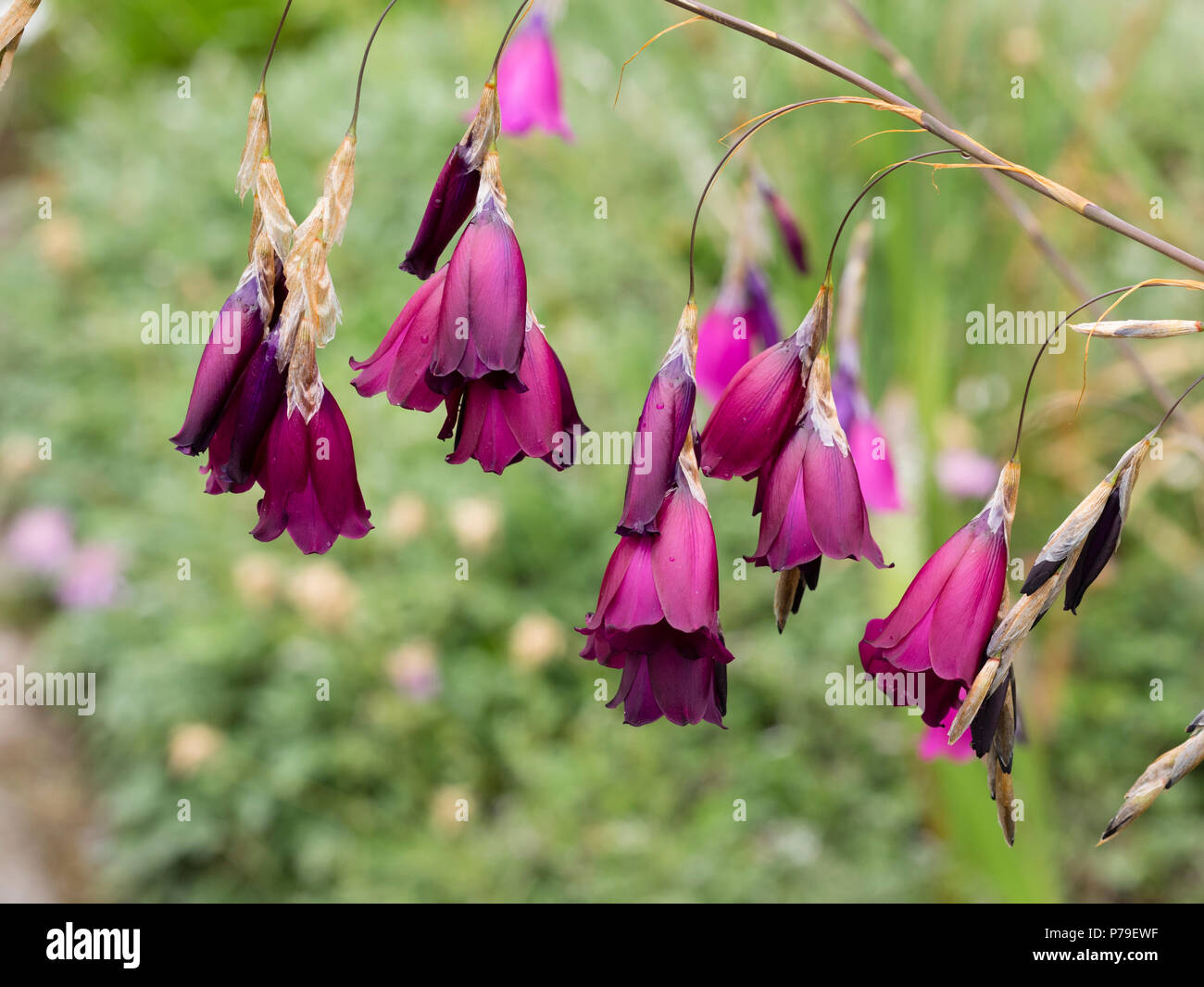 Poignée rouge violet des cloches de l'Afrique du Sud d'été Angel's canne à pêche, Tigridia pulcherrimum 'Blackbird' Banque D'Images