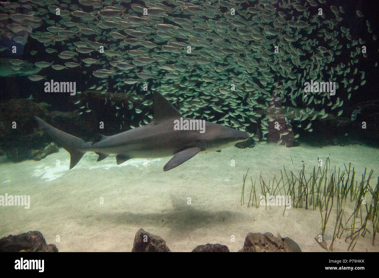 Blacktip shark Carcharhinus limbatus nage le long d'un récif de corail dans les tropiques. Banque D'Images
