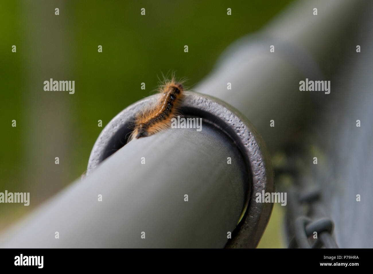 Caterpillar tente de grimper sur une clôture métallique Banque D'Images