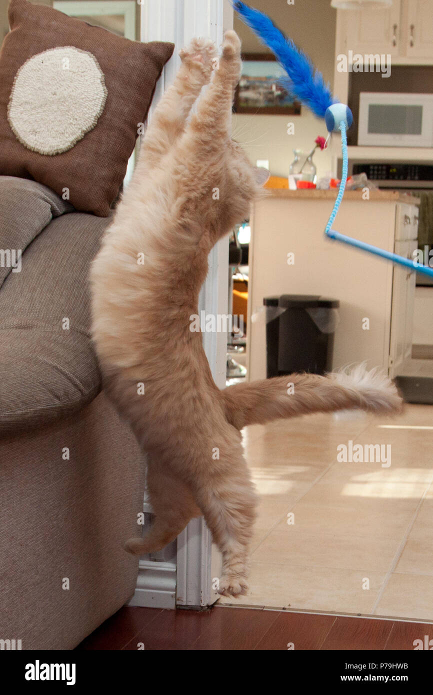 Un chat est ridicule de sauter à distance du sol à la poursuite d'un jouet Banque D'Images