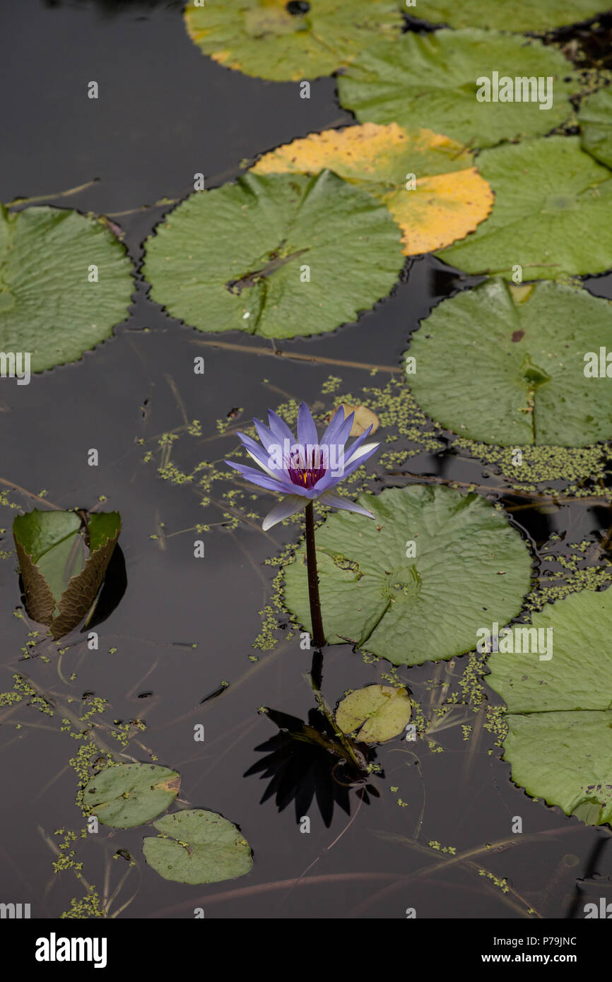 Blue Star nénuphar Nymphaea nouchali fleurs ses fleurs pourpres sur un étang à Naples, Floride Banque D'Images