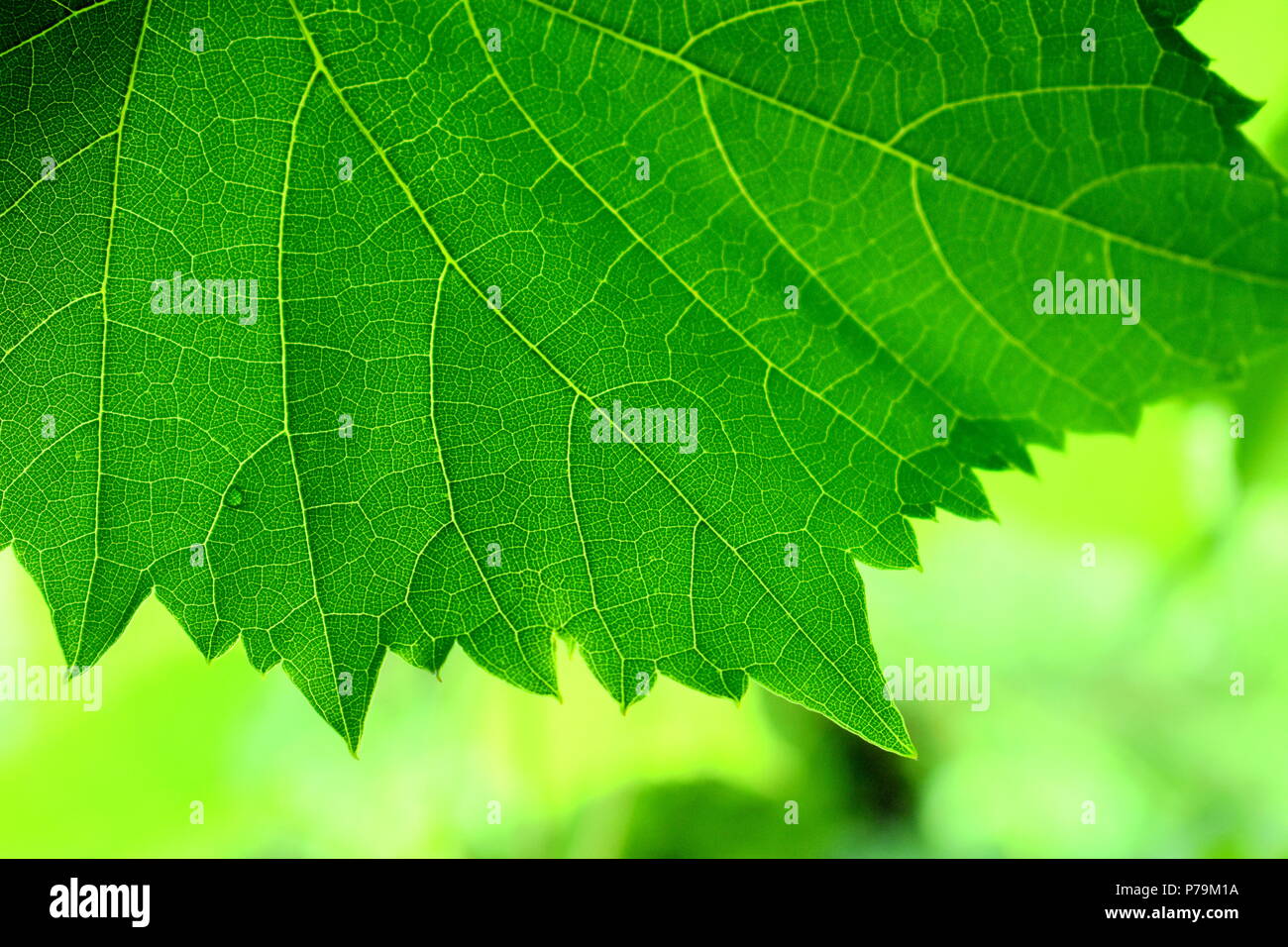 Vert Feuille Banque D'Images