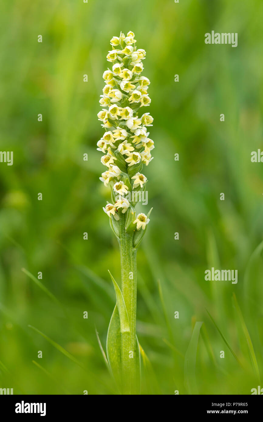 Petite orchidée blanche (Pseudorchis albida), Samnaun, Grisons, Suisse Banque D'Images