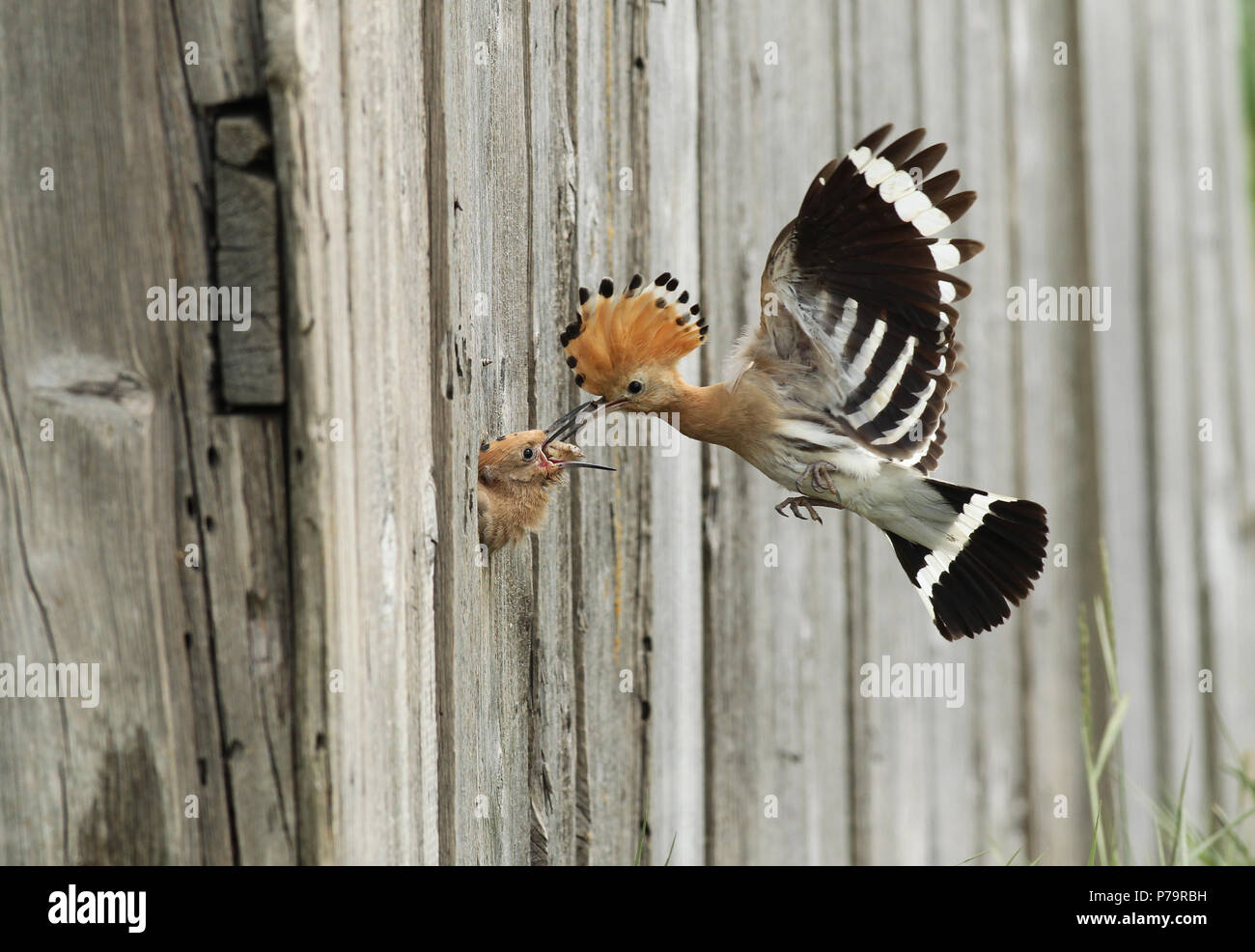 Huppe fasciée (Upupa epops) se nourrissant presque véritable jeune oiseau à la grotte de reproduction, Wachau, Basse Autriche, Autriche Banque D'Images