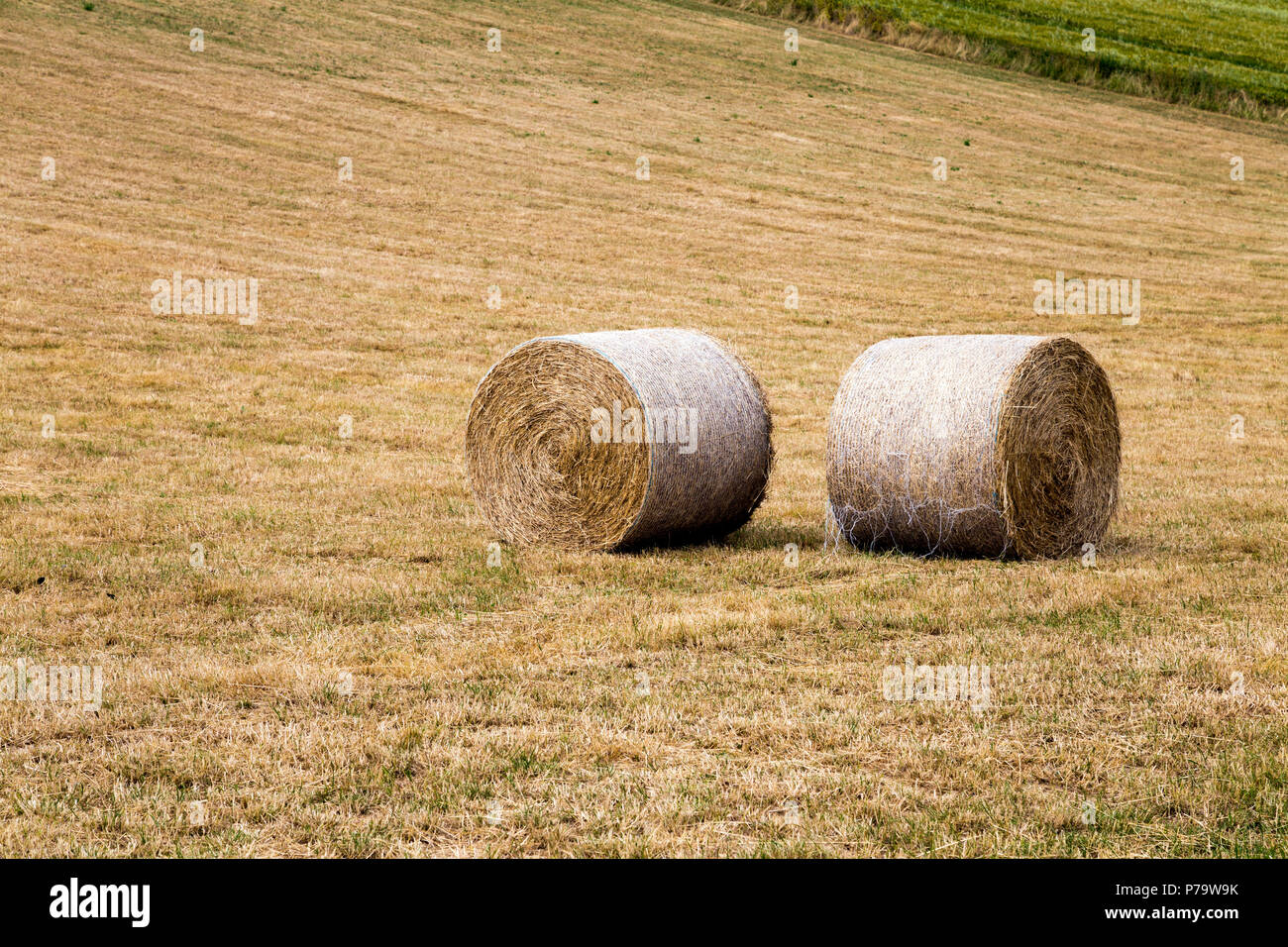 Roulé bottes de foin dans un champ, le Parc National des South Downs, UK Banque D'Images