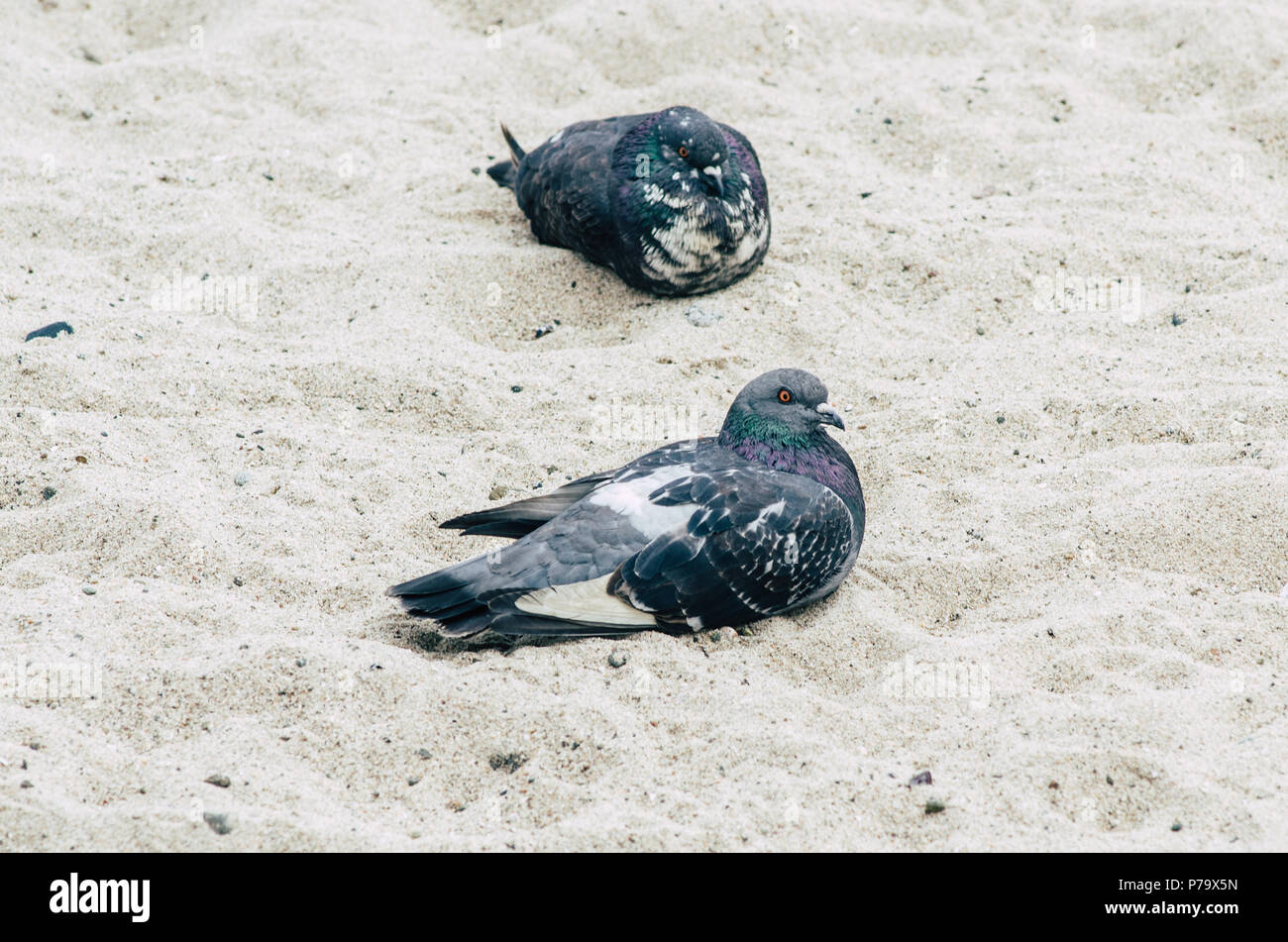 Pigeons sur une plage de sable fin. pigeon promenades sur la plage. Banque D'Images