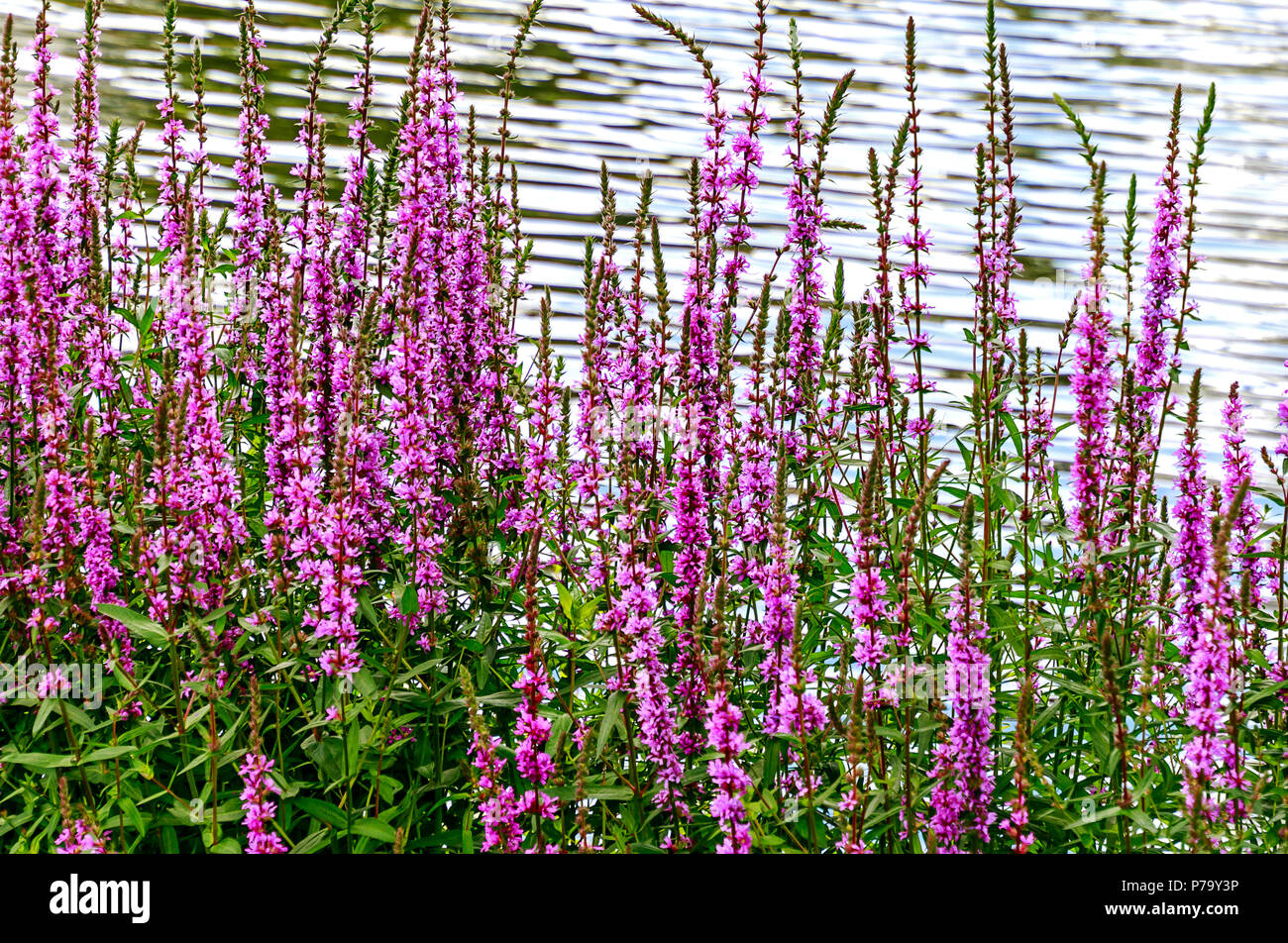 Plantes vivaces des zones humides La Salicaire (Lythrum salicaria) en pleine floraison Banque D'Images