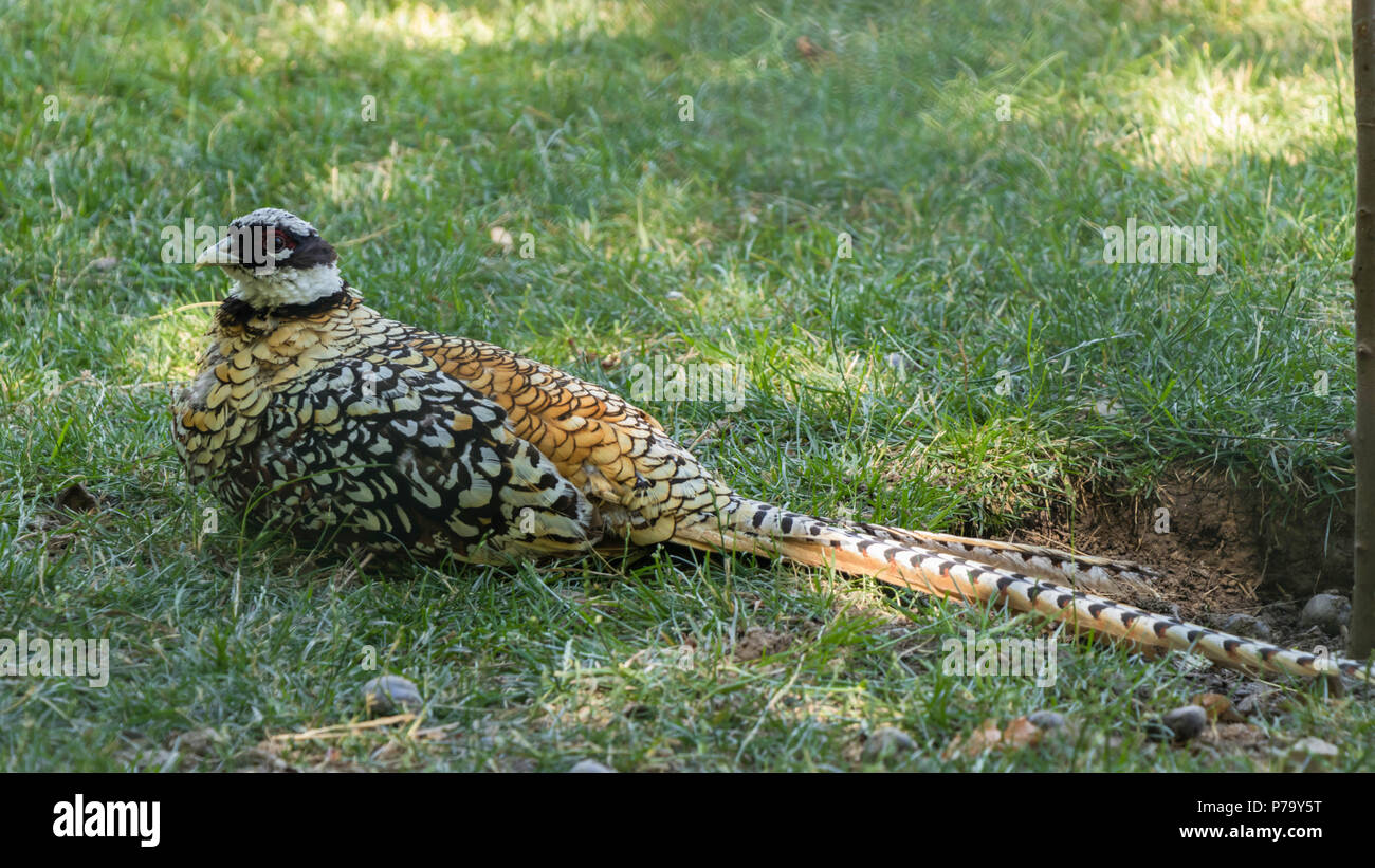 Un faisan dans l'herbe verte Banque D'Images