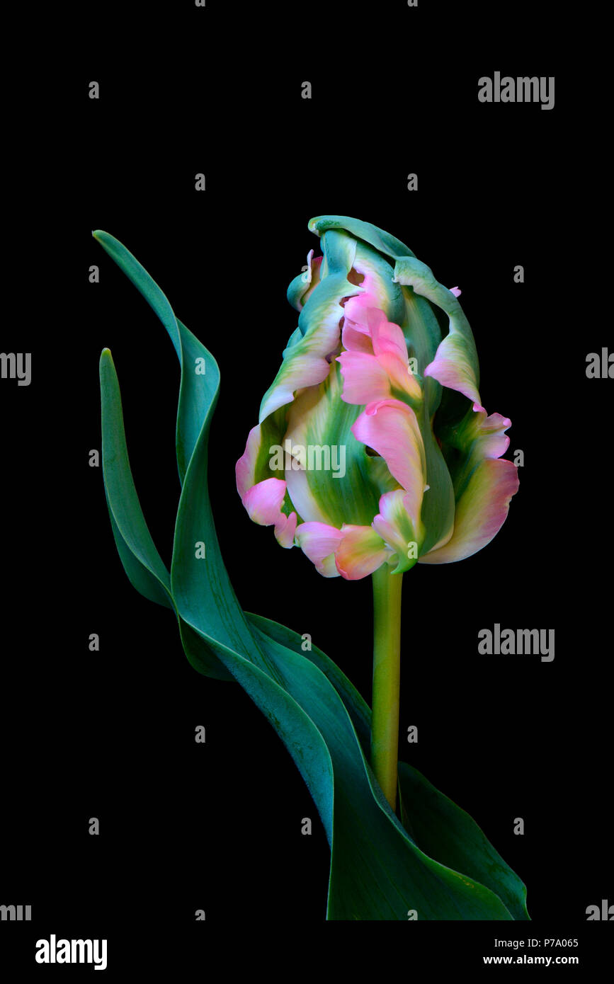 tulipe perroquet Banque D'Images