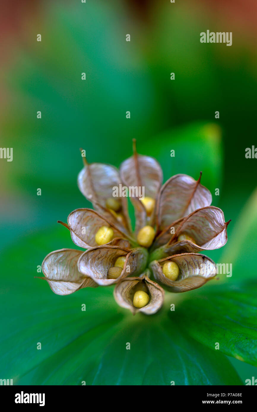 Winterling, geoeffneten Balgfruechten Fruchtstand mit reifen, Eranthis hyemalis Banque D'Images