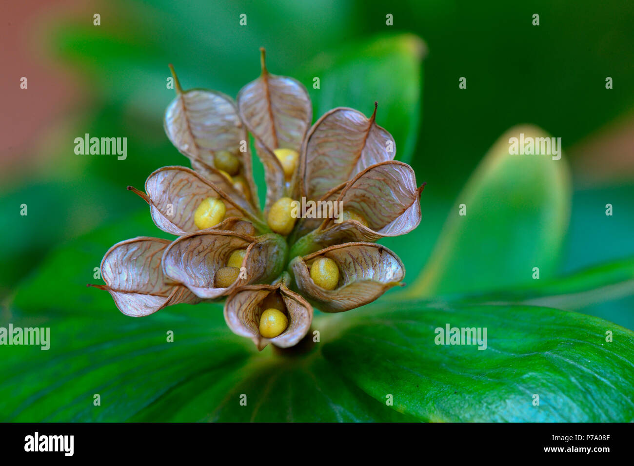 Winterling, geoeffneten Balgfruechten Fruchtstand mit reifen, Eranthis hyemalis Banque D'Images