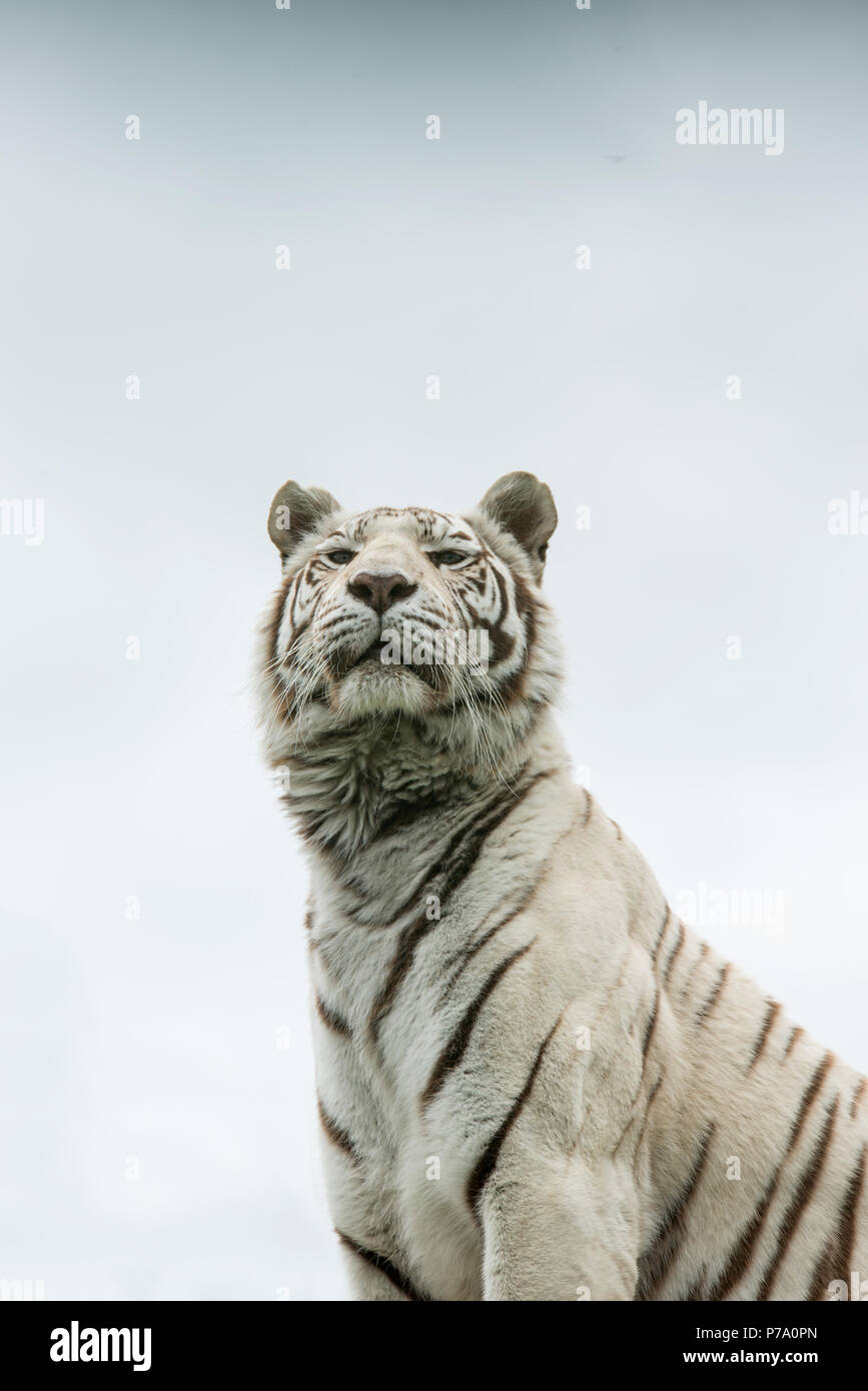 Portrait magnifique image de tigre blanc hybride Panthera tigris dans paysage dynamique et de feuillage Banque D'Images