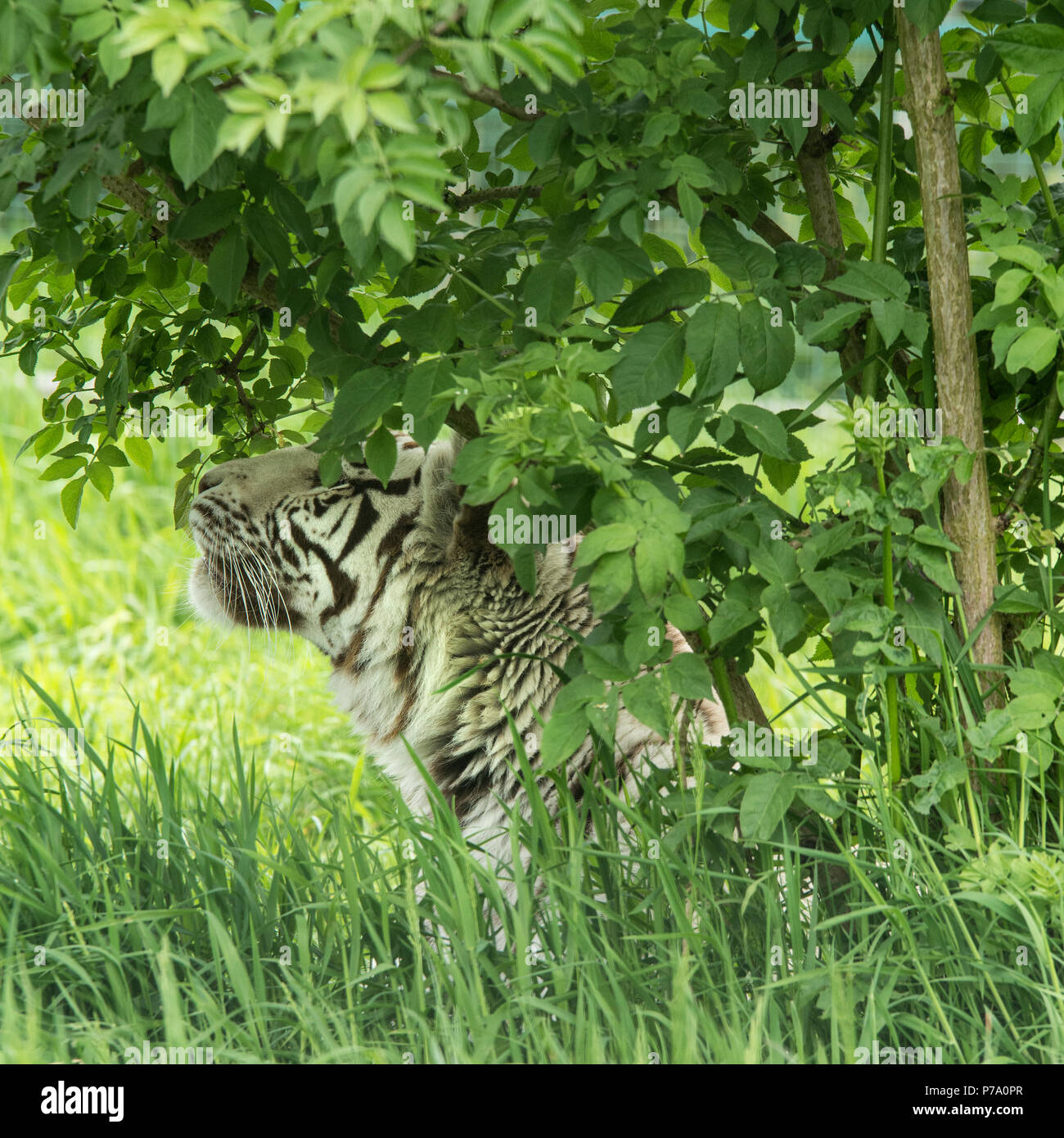 Portrait magnifique image de tigre blanc hybride Panthera tigris dans paysage dynamique et de feuillage Banque D'Images