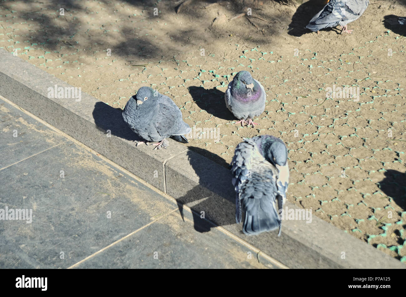 Groupe de pigeons dans Temple Yonghe courtyard, Beijing Banque D'Images