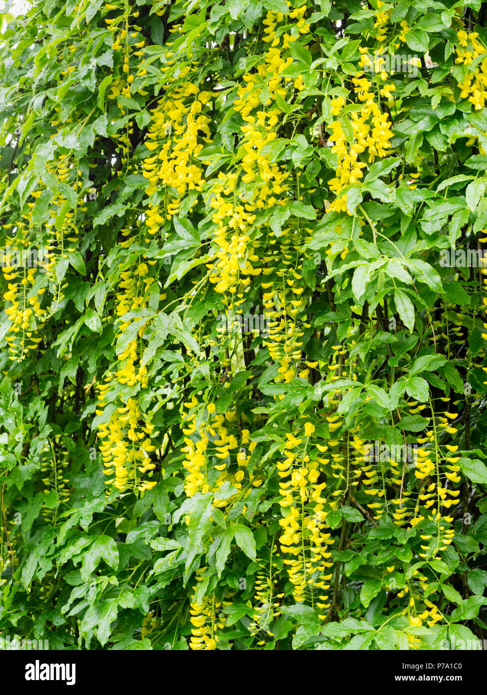 Racèmes pendantes de fleurs jaunes du forme du laburnum écossais. Laburnum alpinum 'Pendule' Banque D'Images