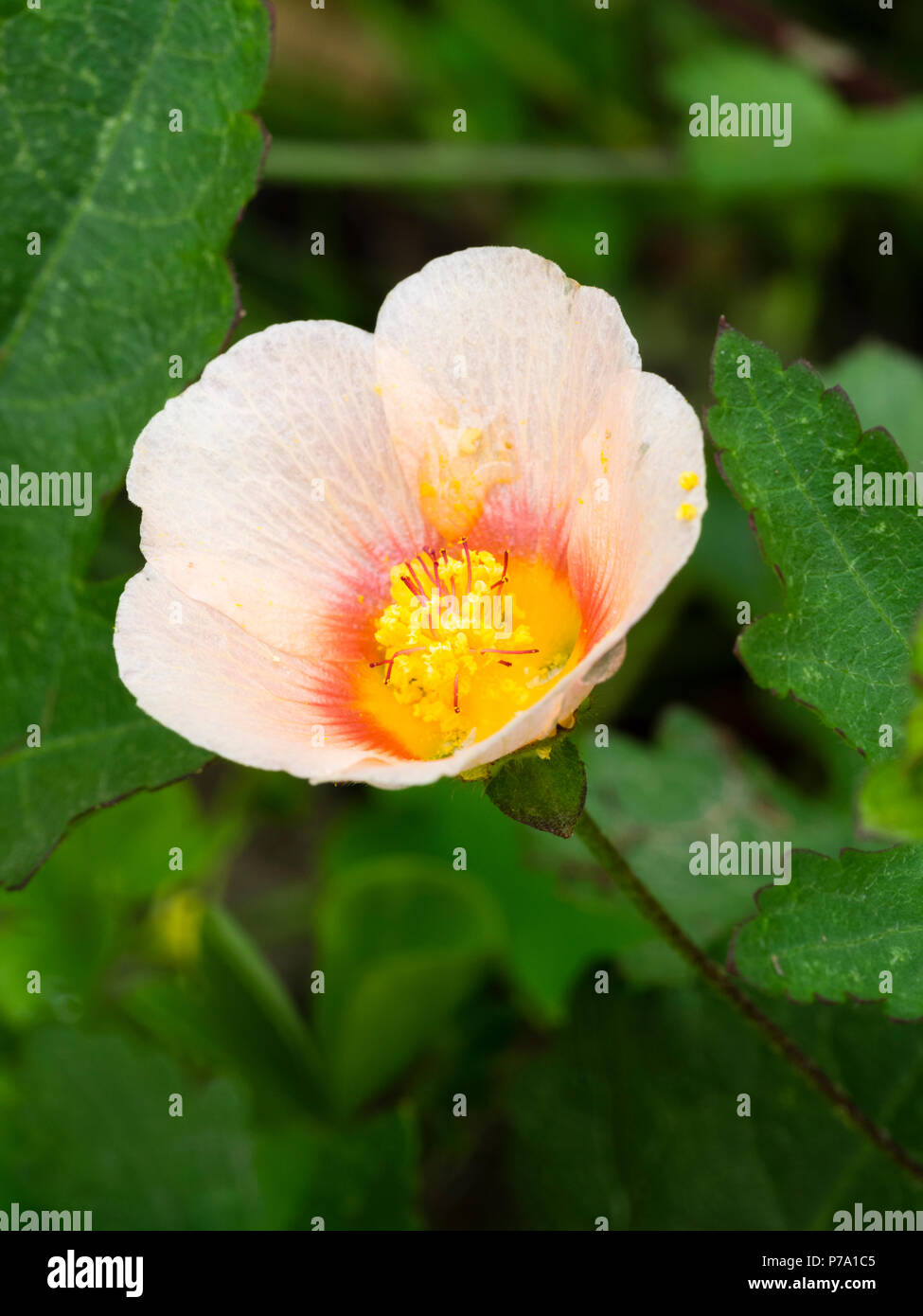 Peach pétales fleur avec centre rouge et jaune de la plante vivace à feuilles persistantes, Malvastrum lateritium false mallow Banque D'Images