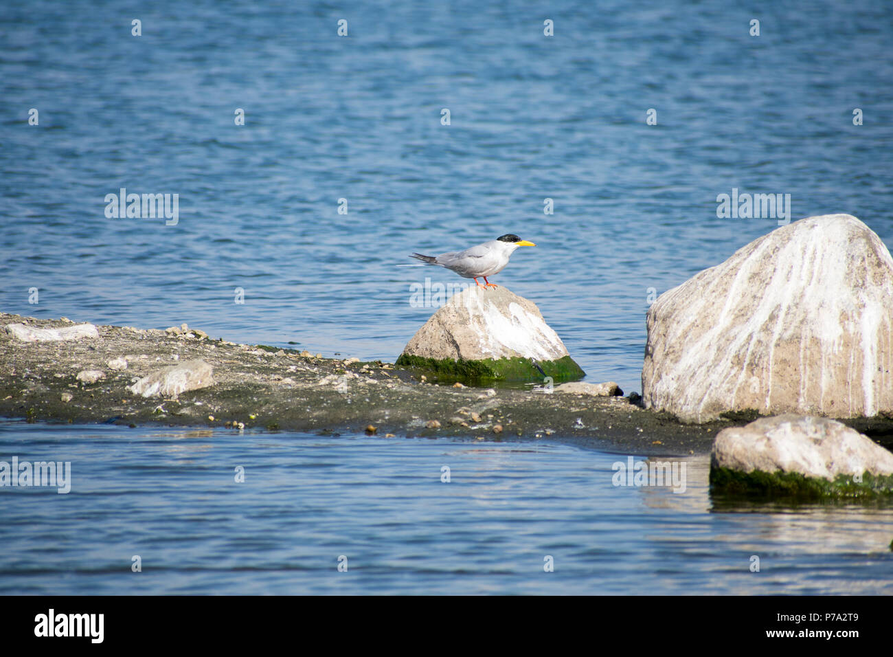 Sterne pierregarin (Sterna rivière aurantia) on rock Banque D'Images