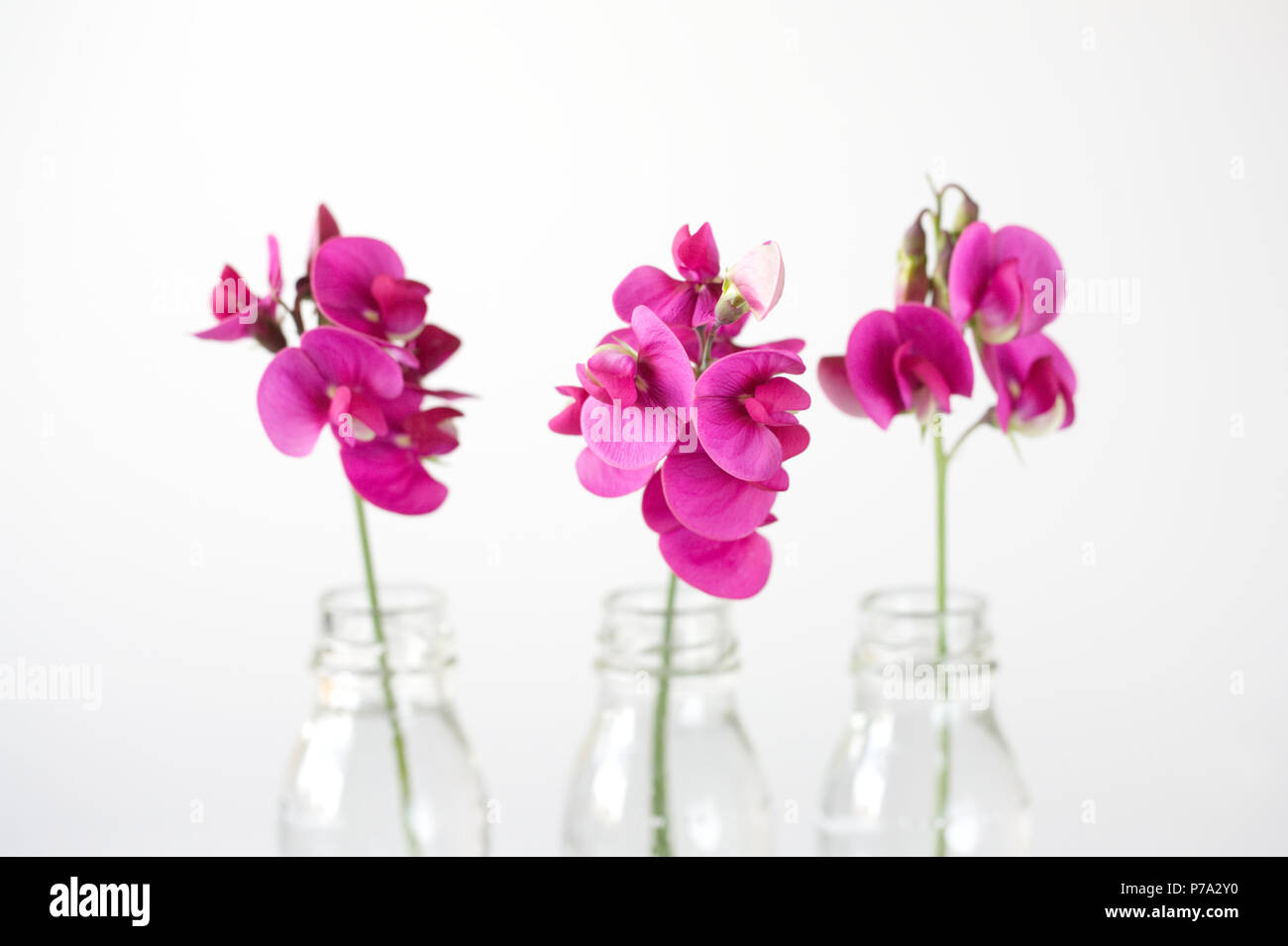 Lathyrus latifolius, éternelle à larges feuilles pois dans des bouteilles en verre. Banque D'Images