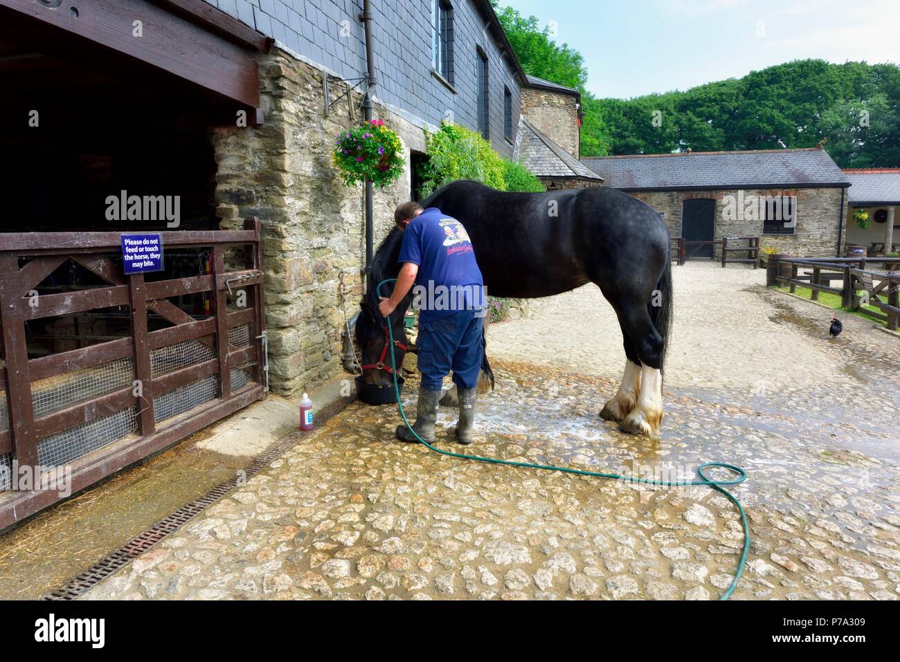 Shire Horse,Healeys Cornish Cyder Farm,Penhallow, Truro, Cornwall, Angleterre, Royaume-Uni Banque D'Images