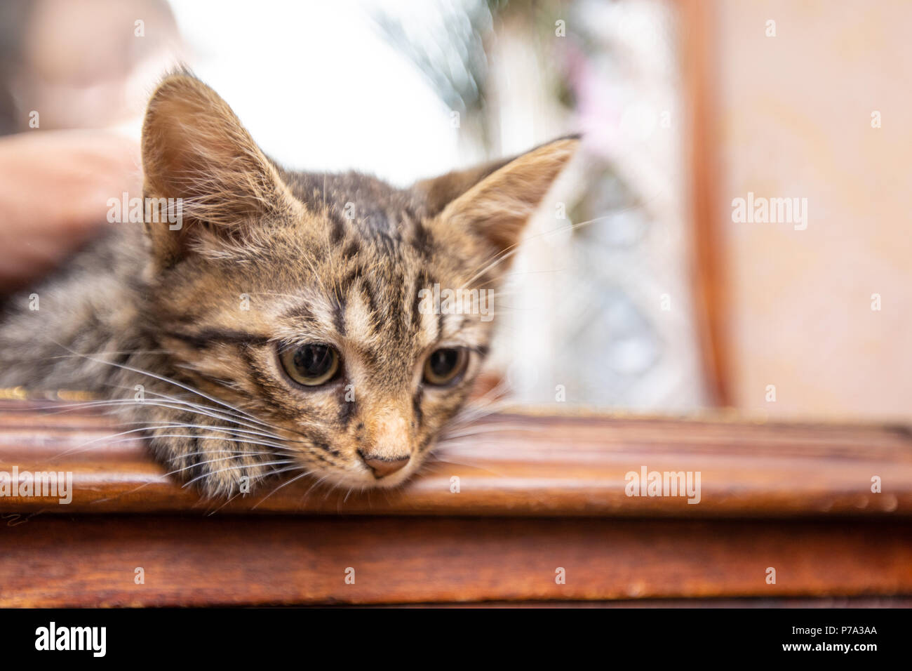 Funny kitty rayé a peur de regarder à la maison Banque D'Images