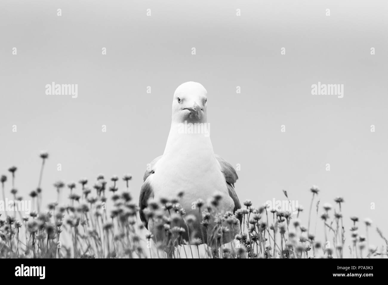 Goéland argenté (Larus argentatus) Banque D'Images