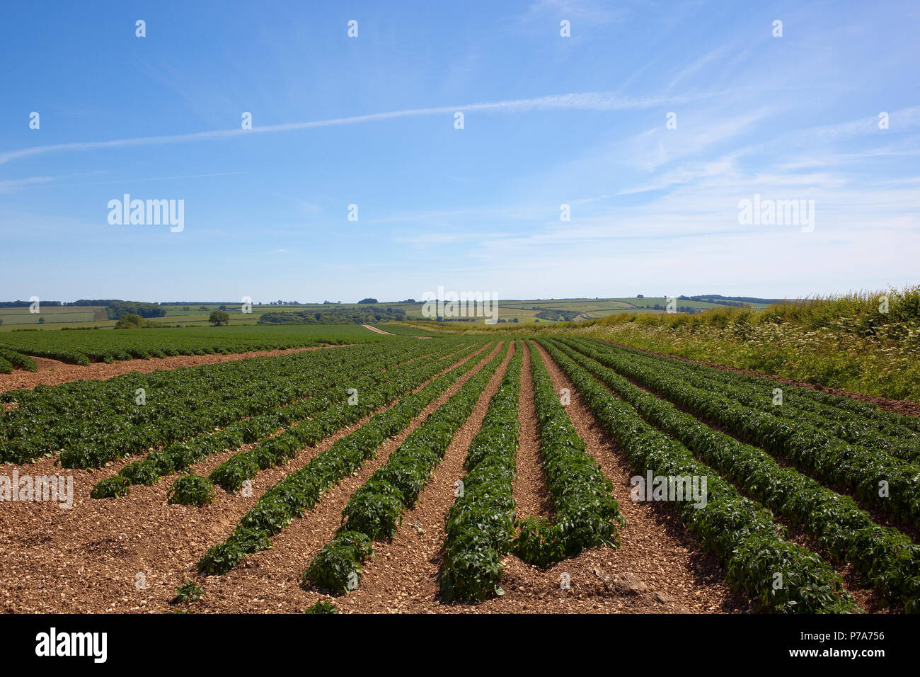 Les jeunes d'une culture de pommes de terre sur sol calcaire avec bois et de haies dans un champ de hautes terres dans le Yorkshire Wolds en été sous un ciel bleu Banque D'Images