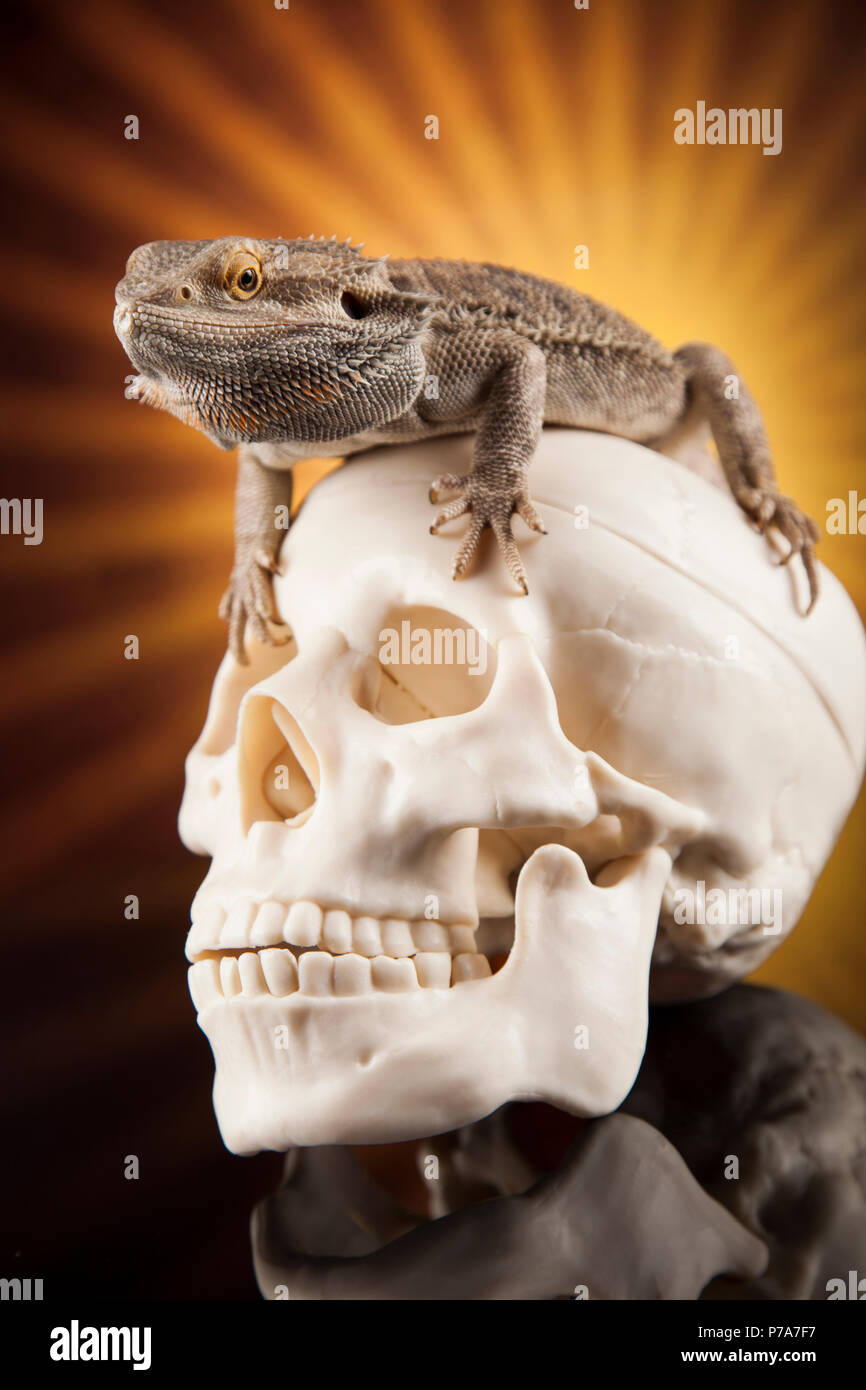 Crâne, barbu, Agama lizard background Banque D'Images