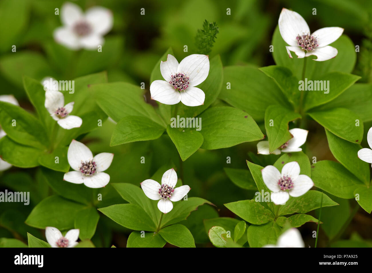 Dwarf (Cornus canadensis L.) est également connu comme le cornouiller du Canada, le cornouiller, le cornouiller du Canada et Canadian dwarf cornel. Banque D'Images