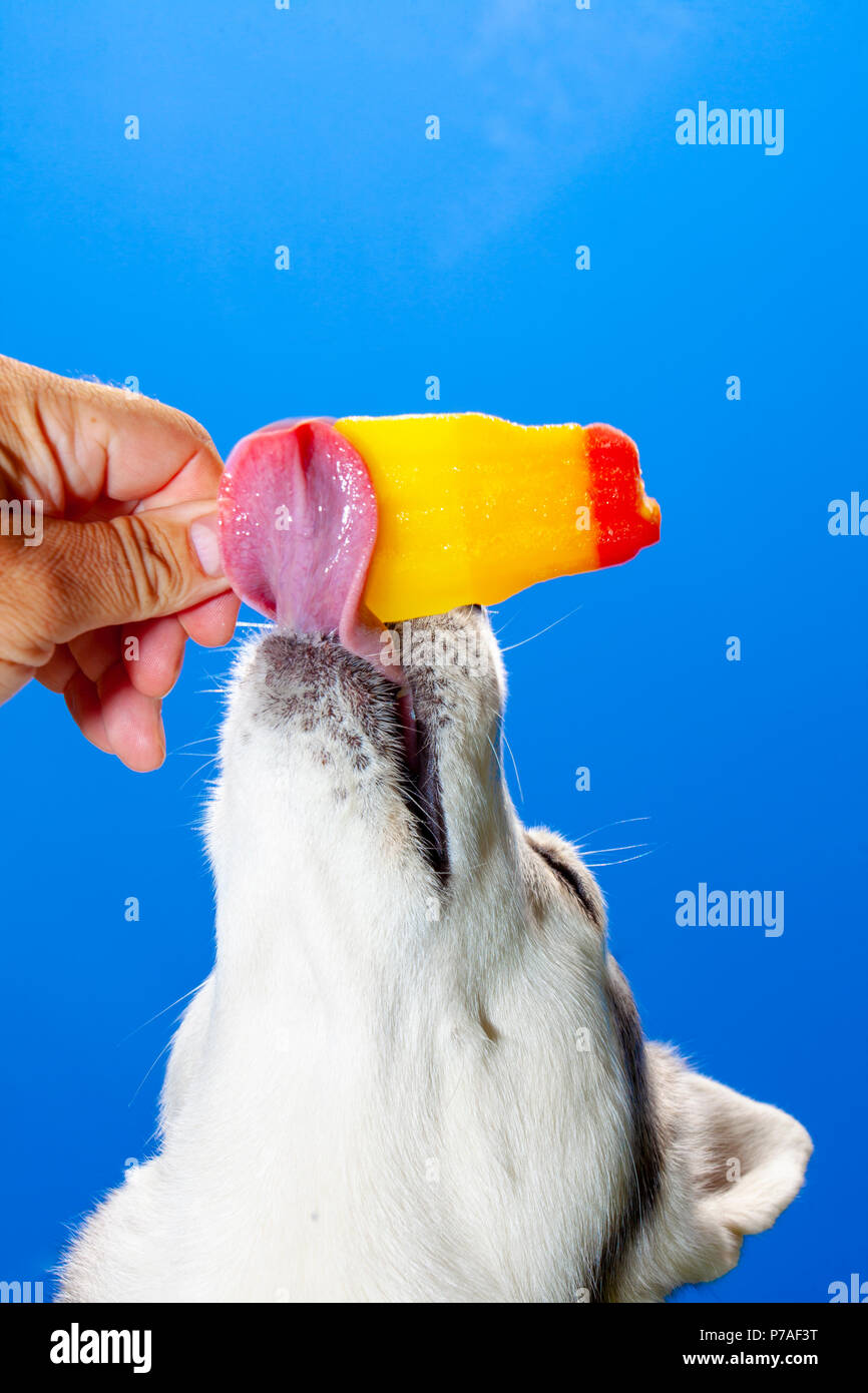 Le Nord du Pays de Galles, 5 juillet 2018, UK : temps restant à haute pression pour une grande partie de l'UK Il n'y a qu'un moyen de récupération pour Husky de Sibérie nommé Neena et c'est avec un ice lolly de son propriétaire, Lixwm DGDImages, Nord du Pays de Galles ©/Alamy Live News Banque D'Images