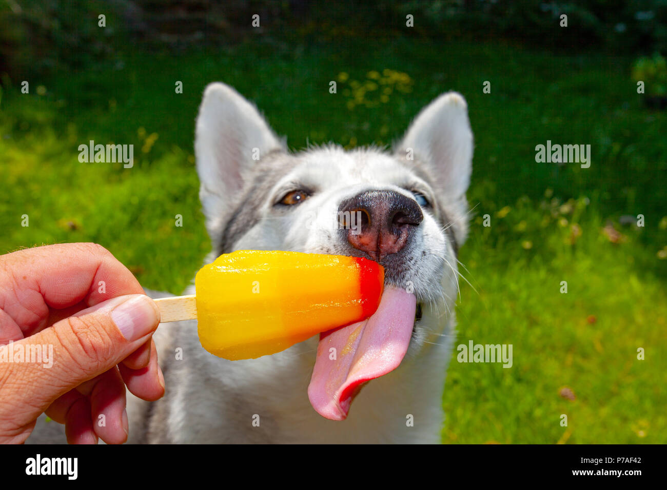 Le Nord du Pays de Galles, 5 juillet 2018, UK : temps restant à haute pression pour une grande partie de l'UK Il n'y a qu'un moyen de récupération pour Husky de Sibérie nommé Neena et c'est avec un ice lolly de son propriétaire, Lixwm DGDImages, Nord du Pays de Galles ©/Alamy Live News Banque D'Images