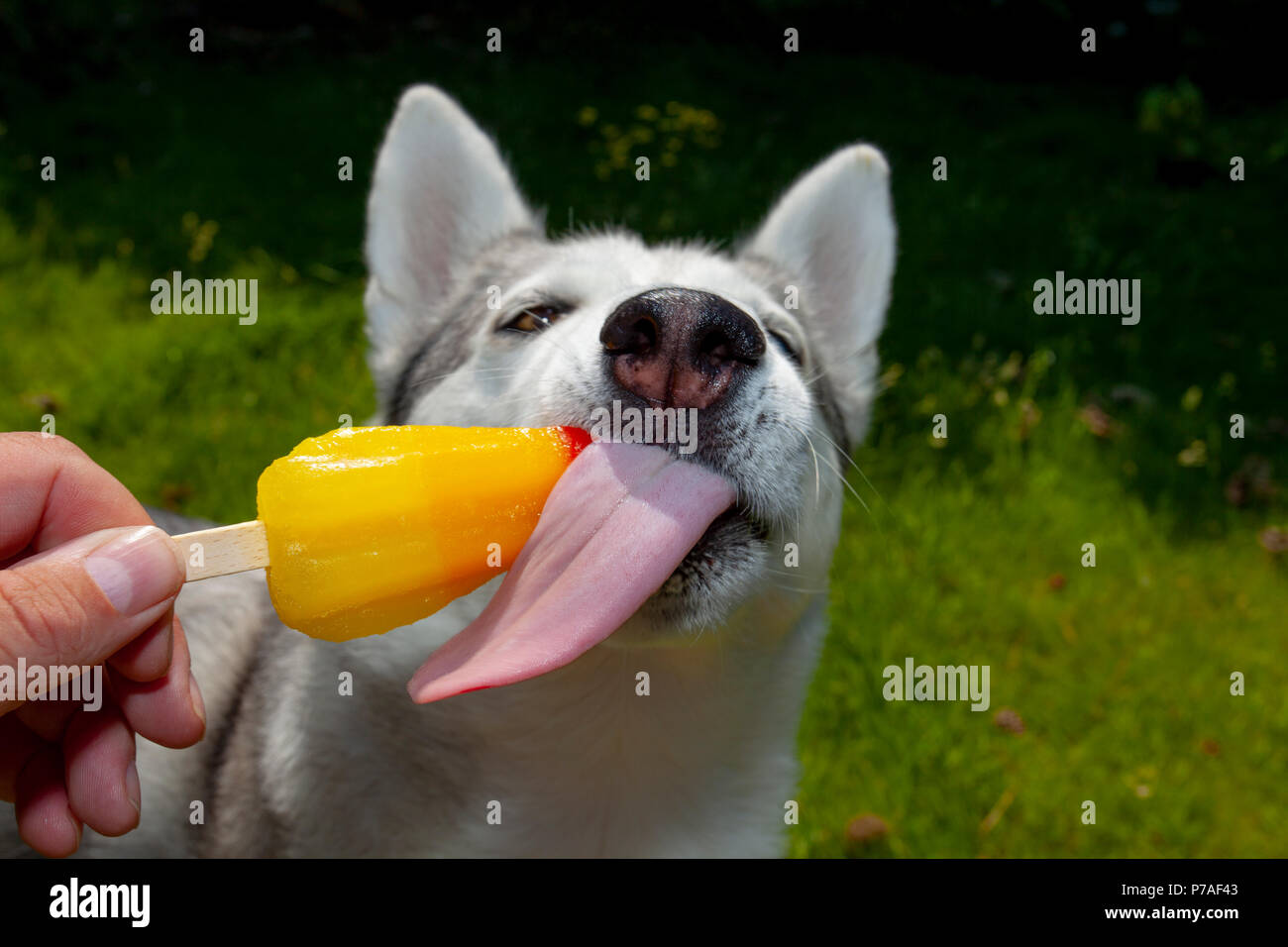 Le Nord du Pays de Galles, 5 juillet 2018, UK : temps restant à haute pression pour une grande partie de l'UK Il n'y a qu'un moyen de récupération pour Husky de Sibérie nommé Neena et c'est avec un ice lolly de son propriétaire, Lixwm DGDImages, Nord du Pays de Galles ©/Alamy Live News Banque D'Images
