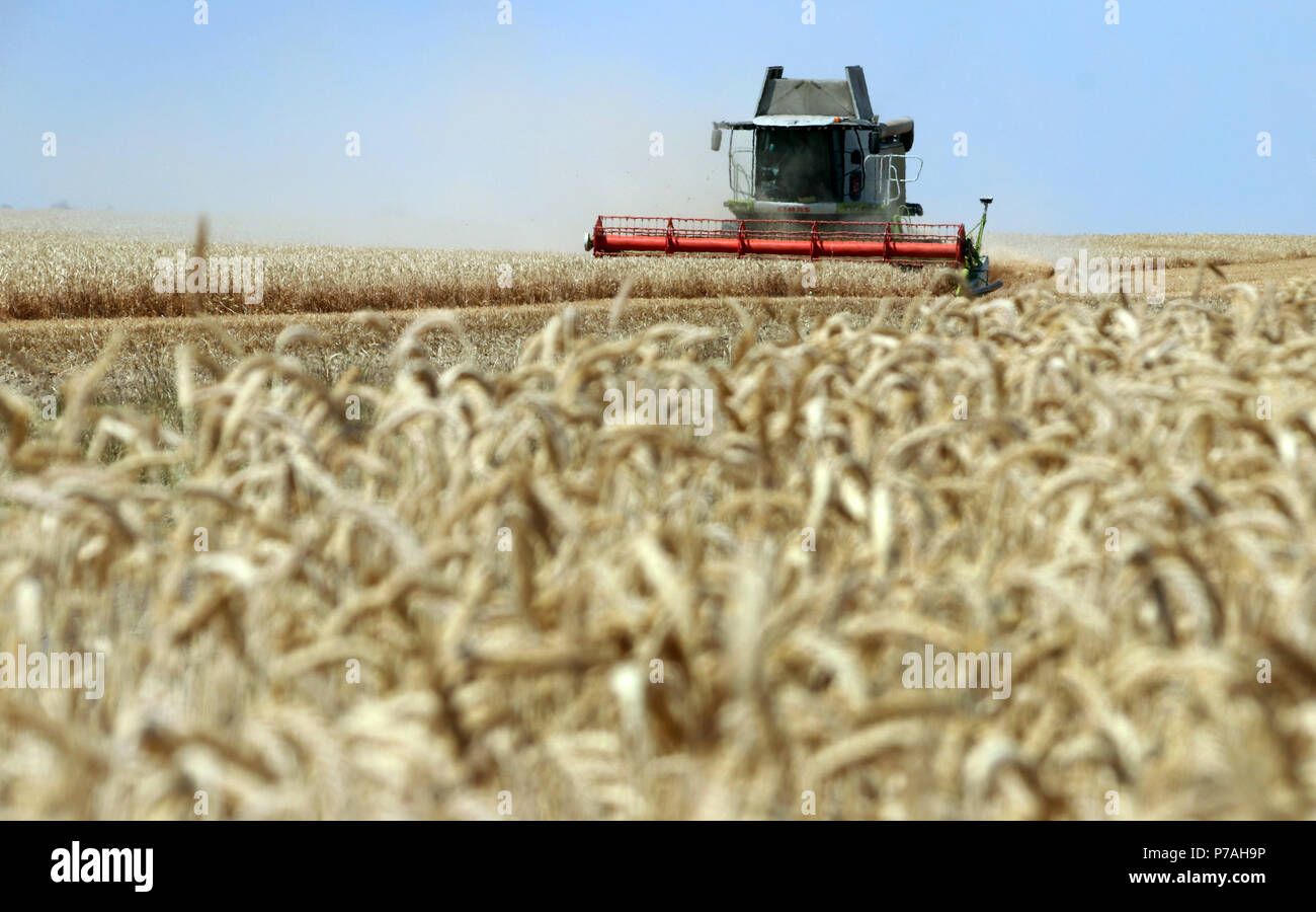 05 juillet 2018, l'Allemagne, l'Leitzkau : une moissonneuse-batteuse de la récolte de blé d'hiver sur un terrain de 40 hectares. La persistance du temps sec et chaud a fait le grain à maturité plus tôt. Photo : Peter Förster/dpa-Zentralbild/ZB Banque D'Images