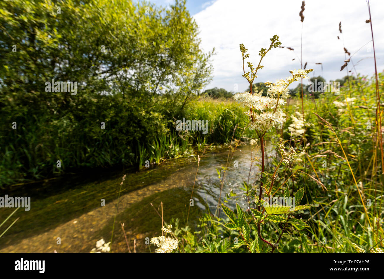 Kingham, Cotswolds, Royaume-Uni. 2h00 le jeudi 5 juillet 2018 : Kingham, Cotswolds, Gloucestershire. Gloucestershire Wildlife Trust et président-directeur général Roger Mortlock Ellie Harrison (Countryfile) ouvrir officiellement le FHN financé Greystones Farm Wildlife Centre. Crédit : David Broadbent/Alamy Live News Banque D'Images