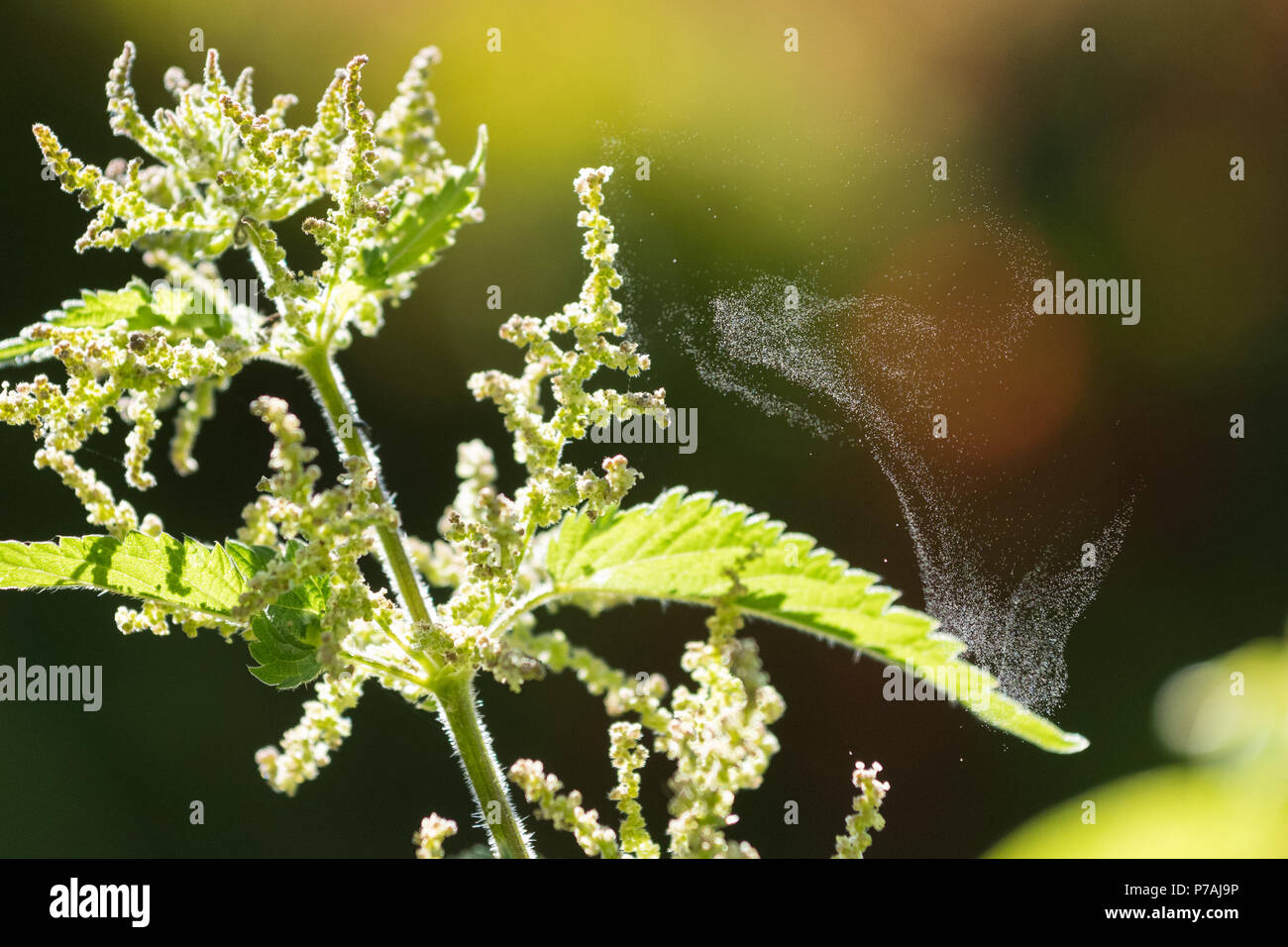 Stirlingshire, Scotland, UK - 5 juillet 2018 : Royaume-Uni - avec un haut de pollen sur presque tout le Royaume-Uni aujourd'hui, une ortie jette son pollen dans la brise Crédit : Kay Roxby/Alamy Live News Banque D'Images
