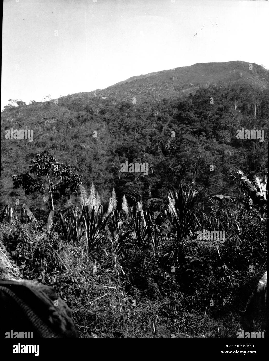 179 Pilgräs. Vegetationsbild de Mojos. Mojos, Sydamerika. Bolivie - SMVK - 002353 Banque D'Images