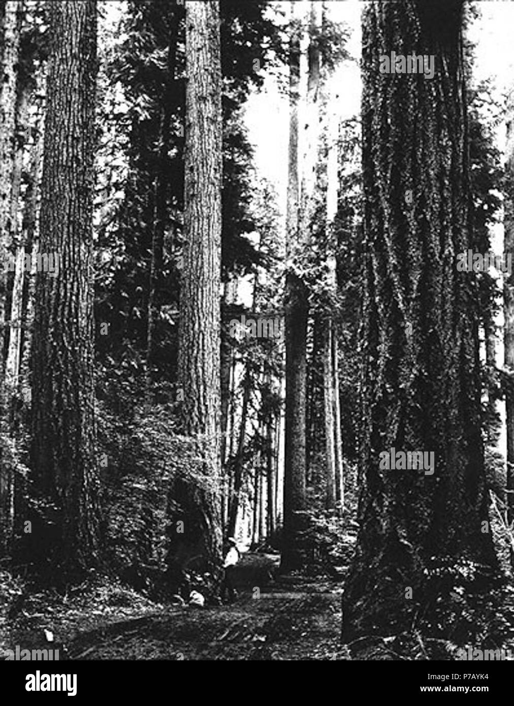 . Anglais : chemin de terre dans la région boisée de vieux arbres, probablement l'état de Washington, ca. 1913. Anglais : Sur le manchon de négatif : d'énormes troncs Sujets (LCTGM) : arbres--Washington (État) Sujets (LCSH) : les forêts anciennes--Washington (État) . vers 1913 54 homme debout sur le chemin de terre en zone boisée de vieux arbres, probablement l'état de Washington, ca 1913 (269 bar) Banque D'Images