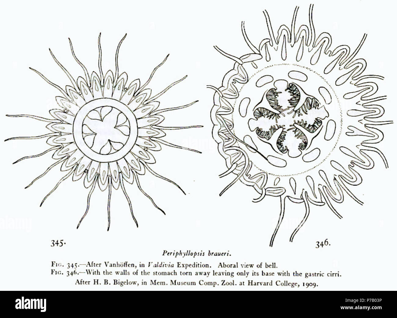 Italiano : fig. 345. Periphyllopsis braueri secondo Vanhöffen, expédition Valdivia. Vista dall'alto. fig. 346. Periphyllopsis braueri con le pareti dello stomaco strappate, in modo da vederne la base con je gastrici cirres. Secondo H.B. Bigelow dans Mem. Museum Comp. Zool. all'Harward College, 1909. L'unico esemplare raccolto da ère Vanhöffen talmente imperfetto che non è stato descritto détails nei. L'esemplare invece di Bigelow ne ha descritto uno molto migliore nella collezione dell'albatros. Anglais : fig. 345. Periphyllopsis Vanhöffen braueri après expédition, Valdivia. Arboral vue. fig. 346 Banque D'Images